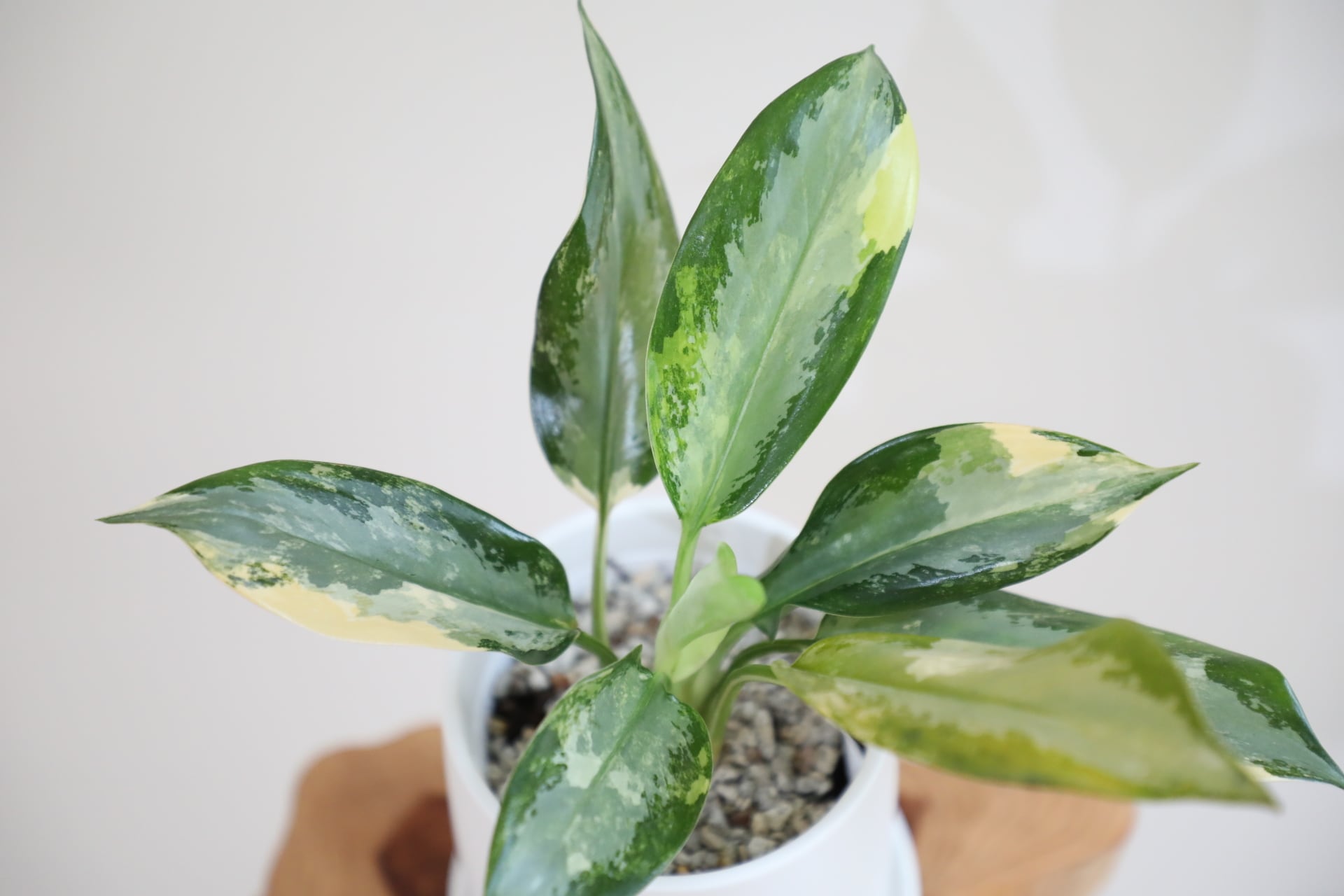 S】【希少】アグラオネマ スワンナプーム/Aglaonema ※陶器鉢付き