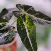 アロカシア バンビーノ イエロー / Alocasia bambino variegated 'Yellow'④ / 観葉植物