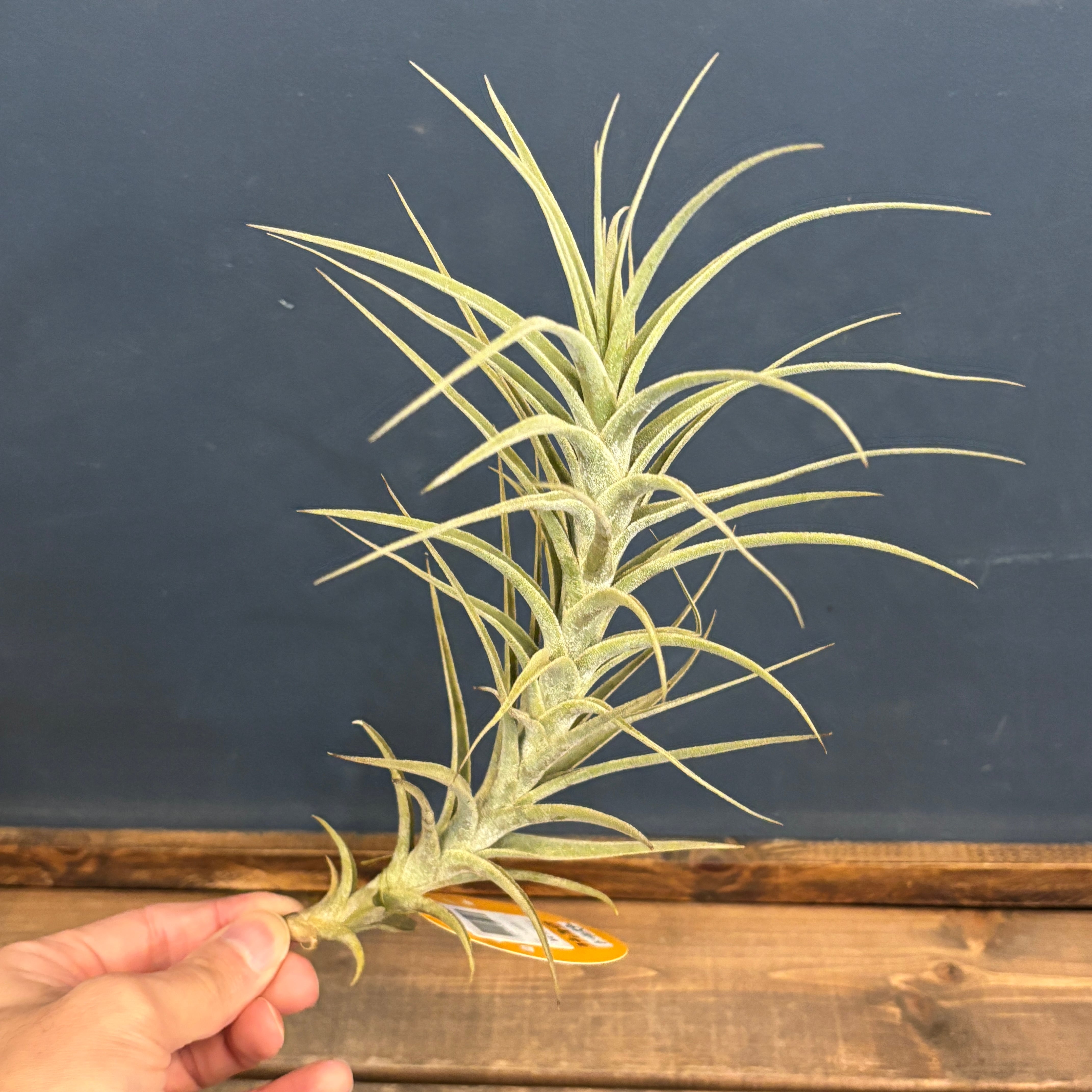 本日までセール❗️超希少❗️サイズ大❗️気根発根済アンスリウムドラヤキ新葉展開中✨️ ヤマダの歳末ジャンボ祭❢ #LABI吉祥寺 2日間限定❢ #REGZA 4K 液晶