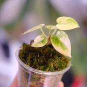 Anthurium forgetii “Australia version” × Anthurium carlablackiae②|アンスリウム|観葉植物