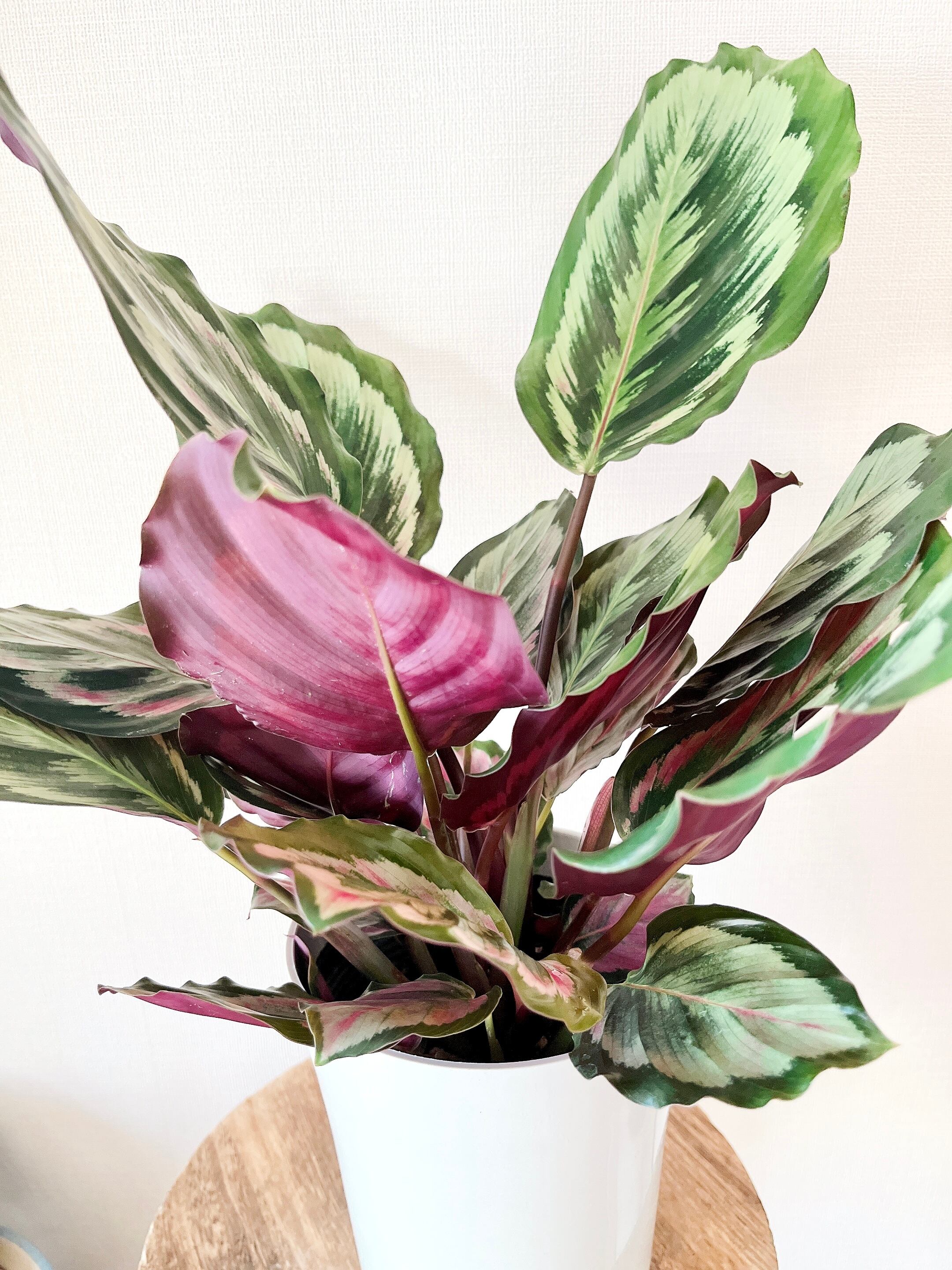 カラテア メダリオン 6号 322 人気ブランド新作豊富 6号