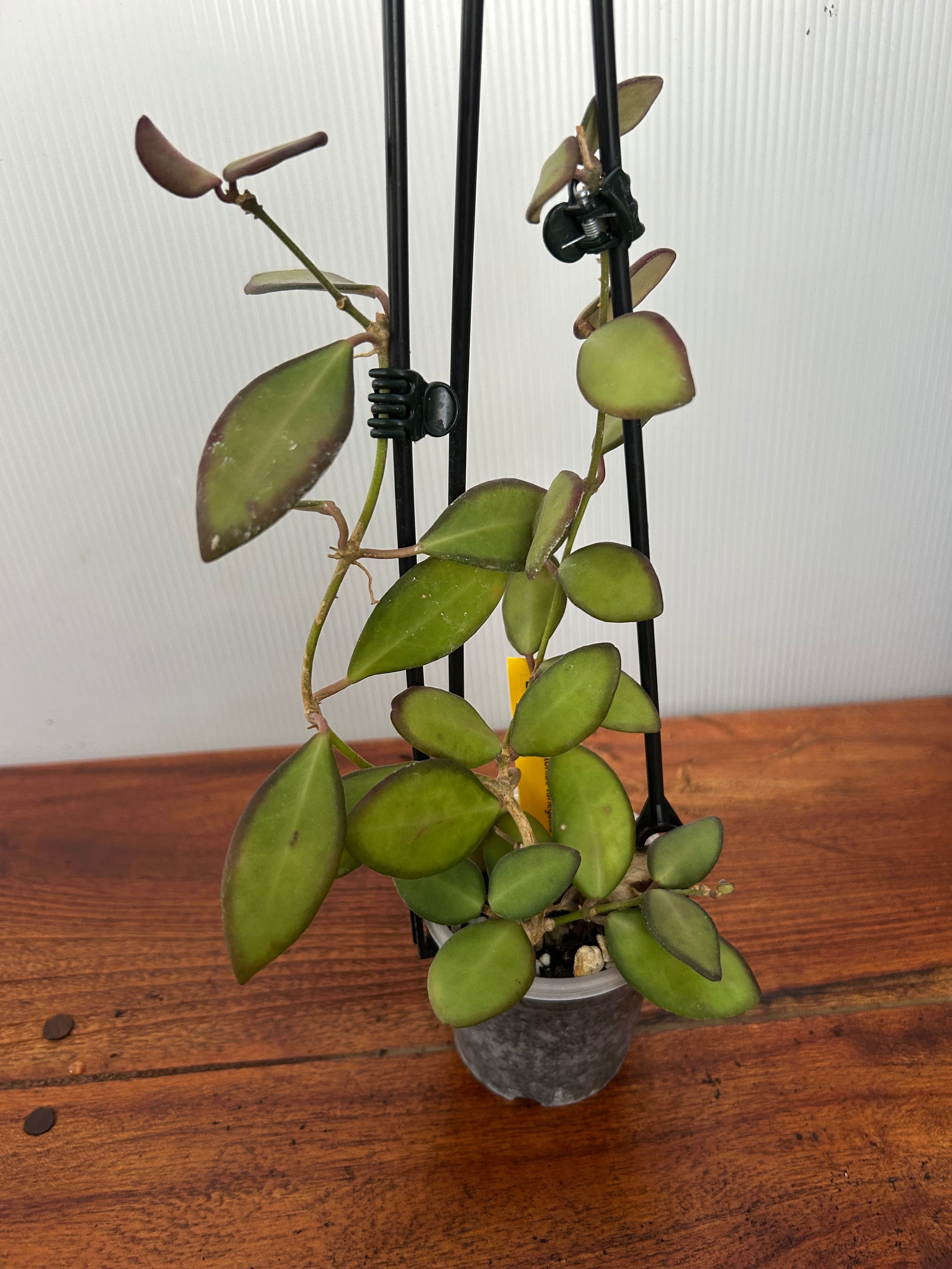 Hoya | BA PLants