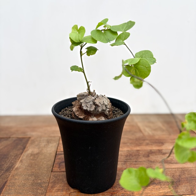 Dioscorea elephantipes【亀甲竜】