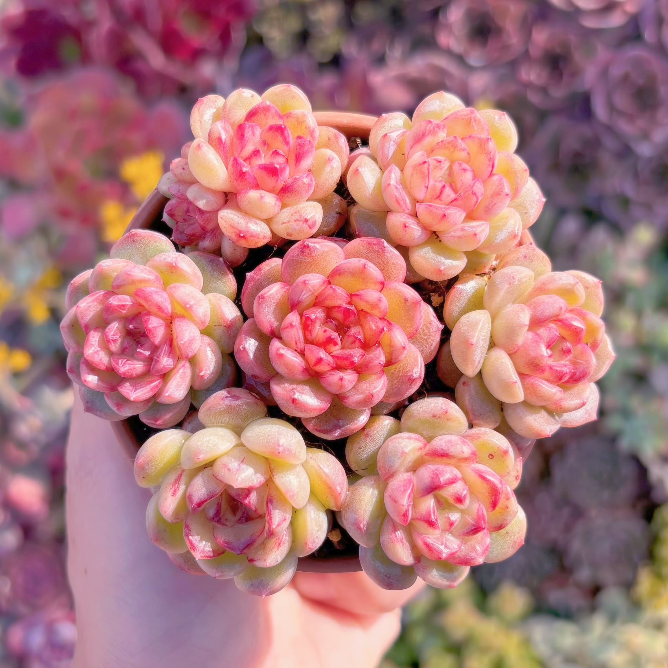 多肉植物　葡萄ジェニー(7苗)　新入荷　るる農園