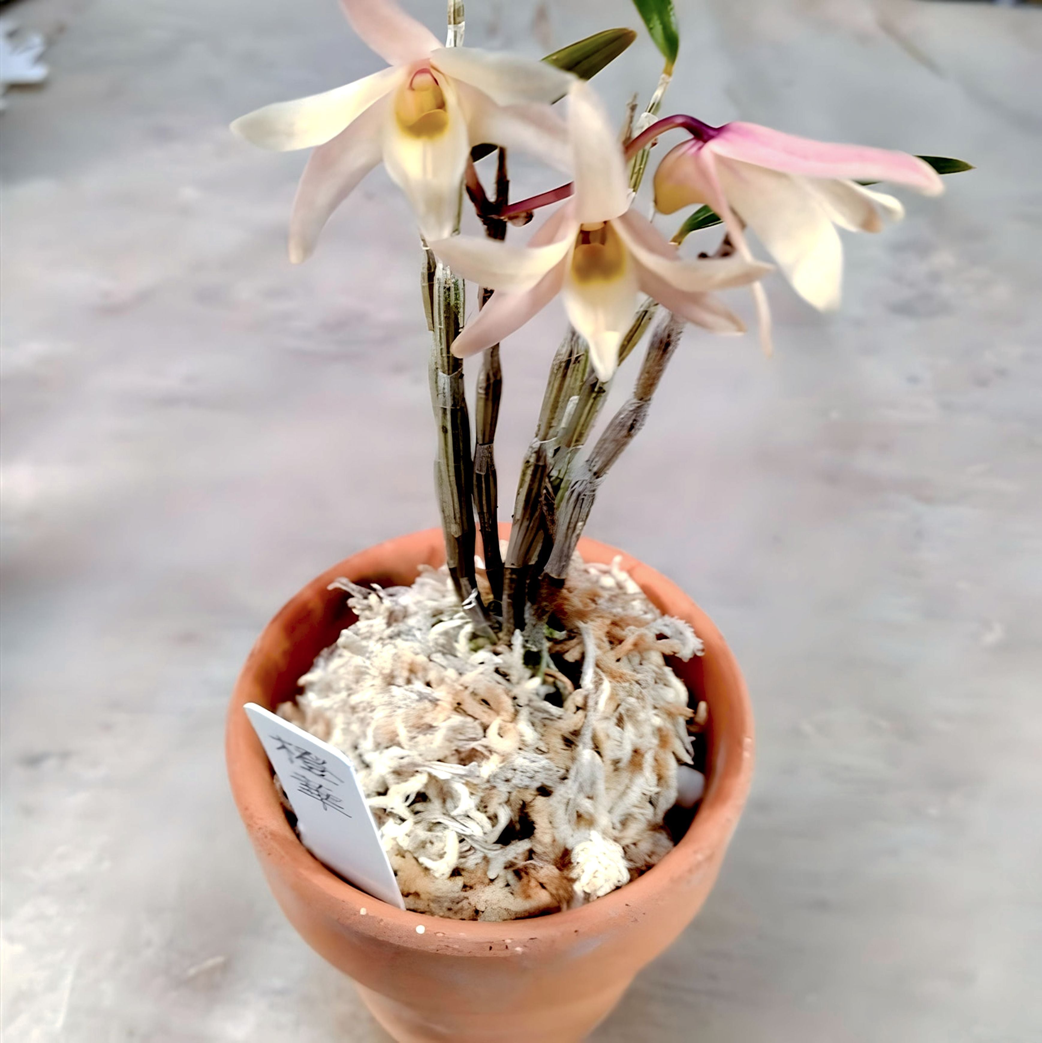 セッコク 交配選抜品種 橙華(とうか) | COCORO