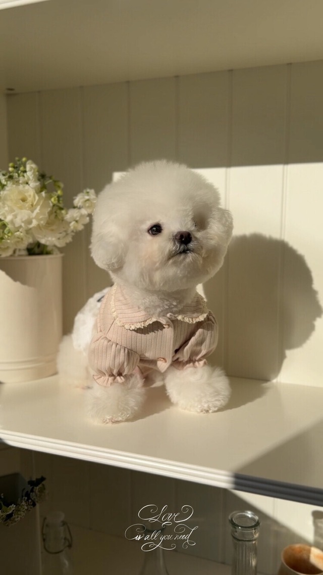 予約  【SICGGU】Beige volume cardigan