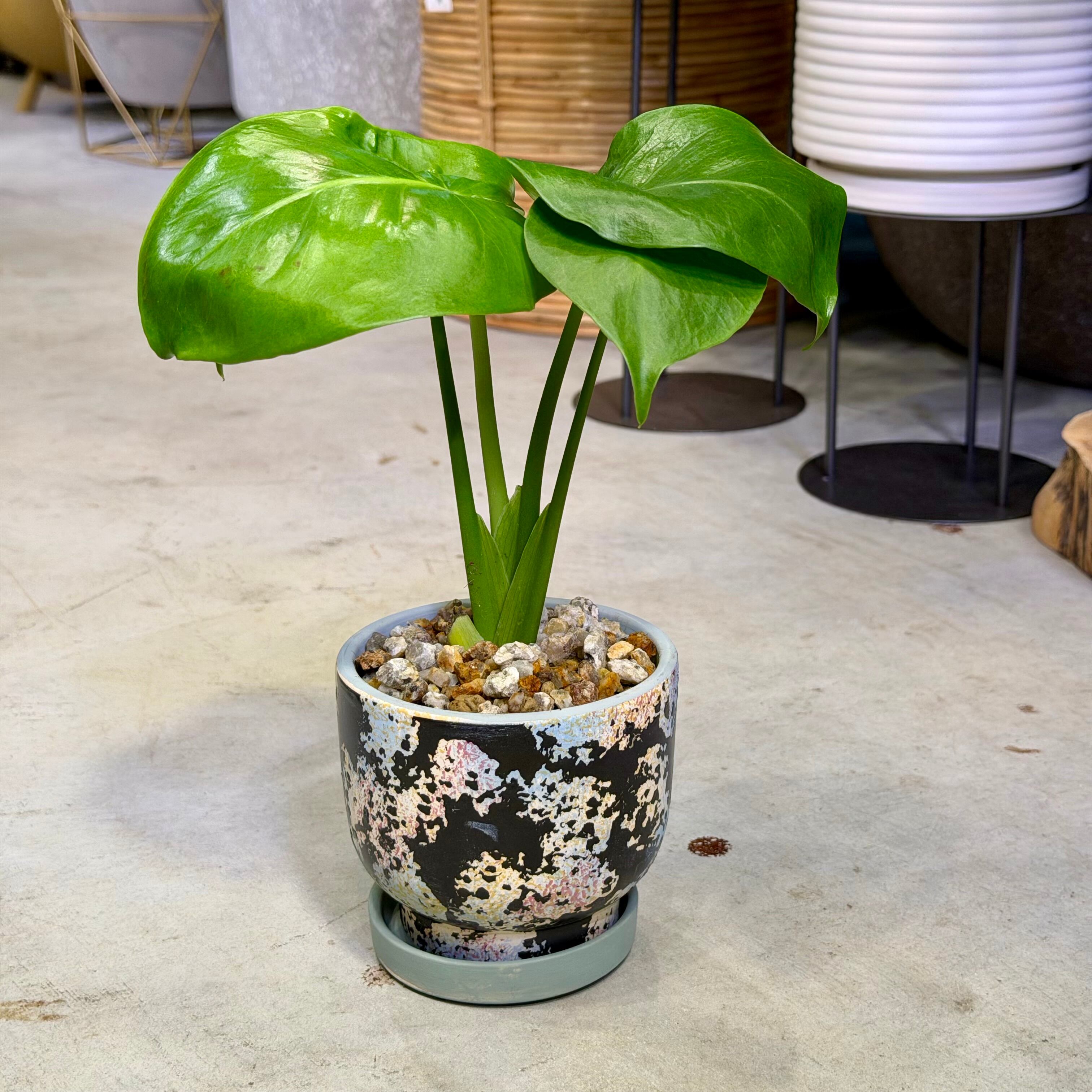 モンステラ・アダンソニー | barrelplants_BONSAI