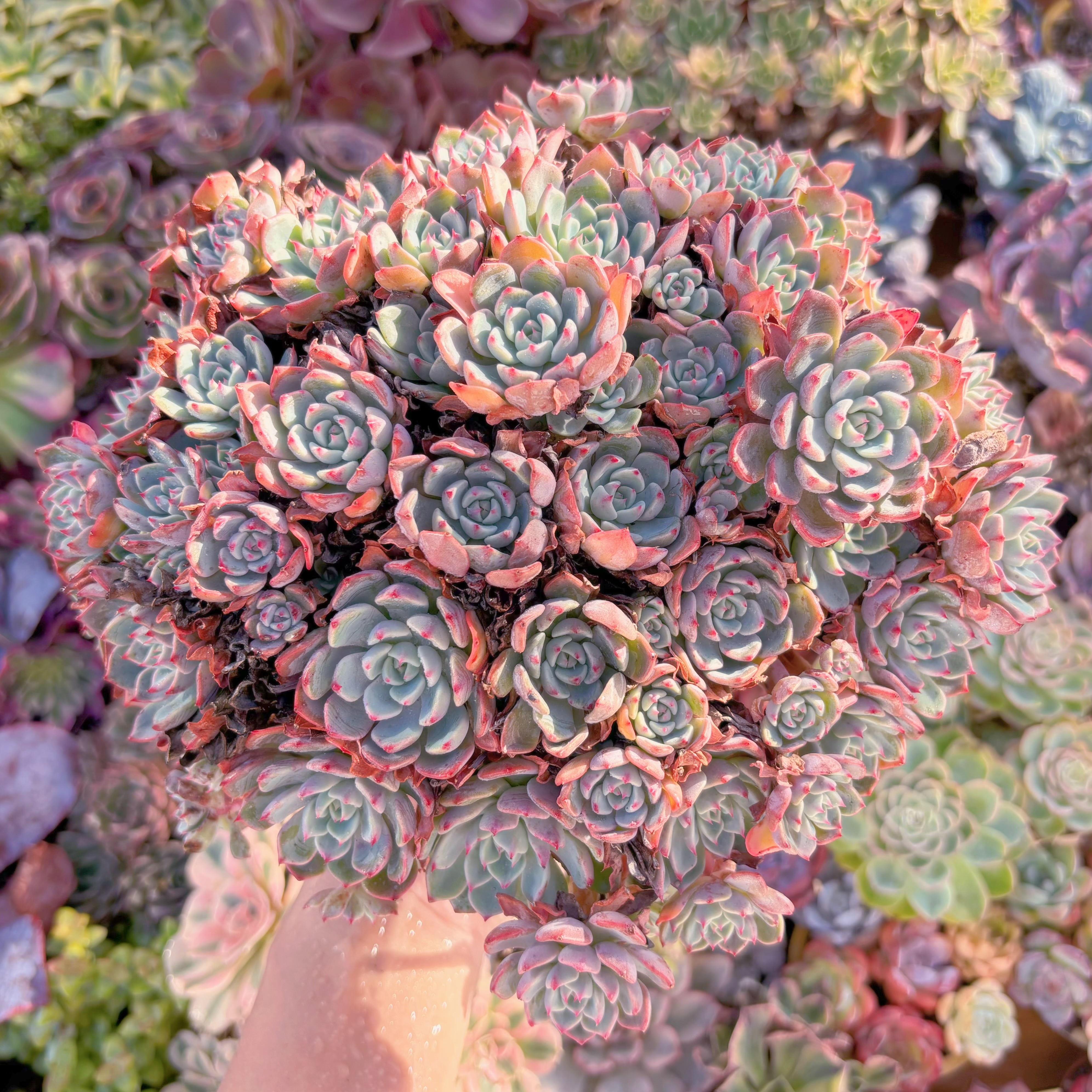 現品　Nanahukumini#A086　特特大群生　るる農園