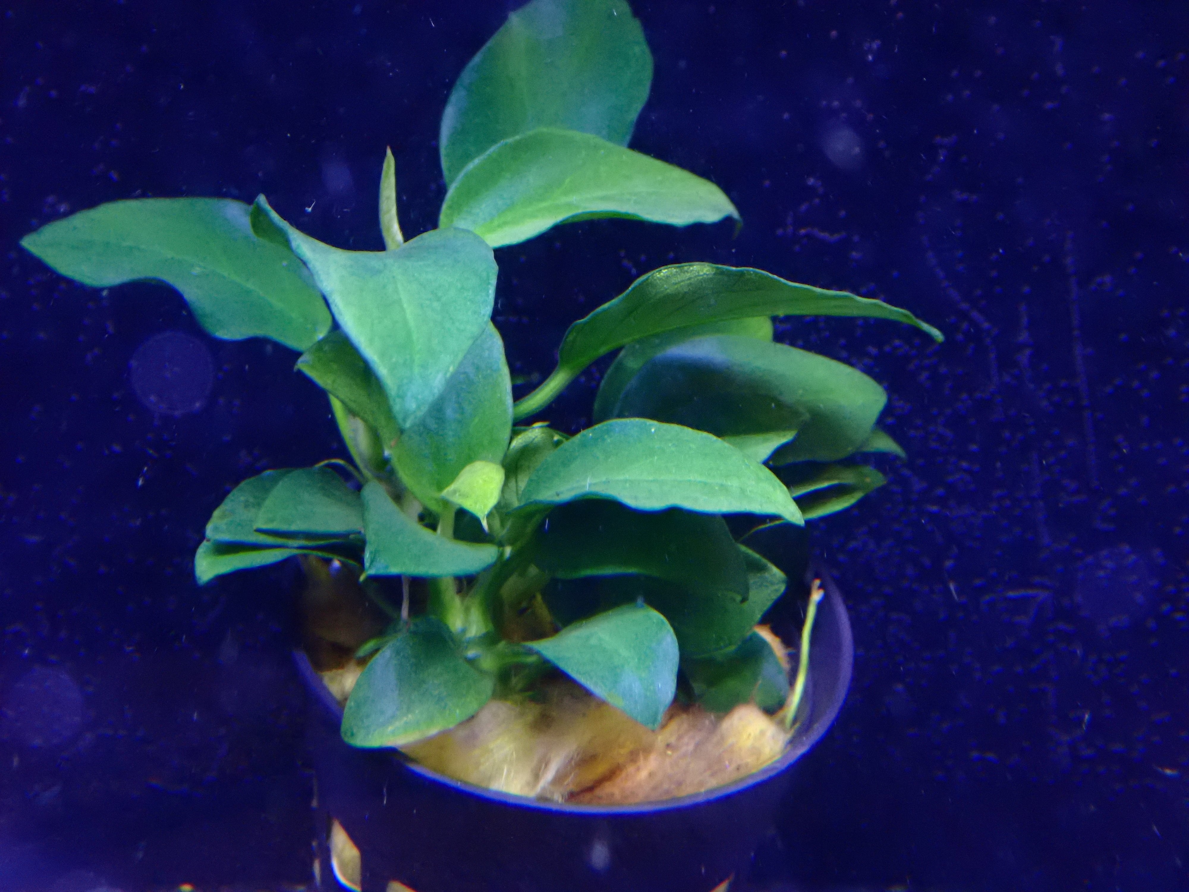 アヌビアス | AQUA SHOP sprout アヌビアス | AQUA SHOP sprout