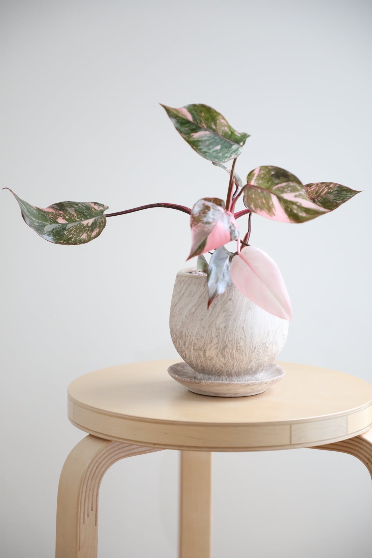 M】フィロデンドロン ピンクプリンセス/Philodendron Pink Princess