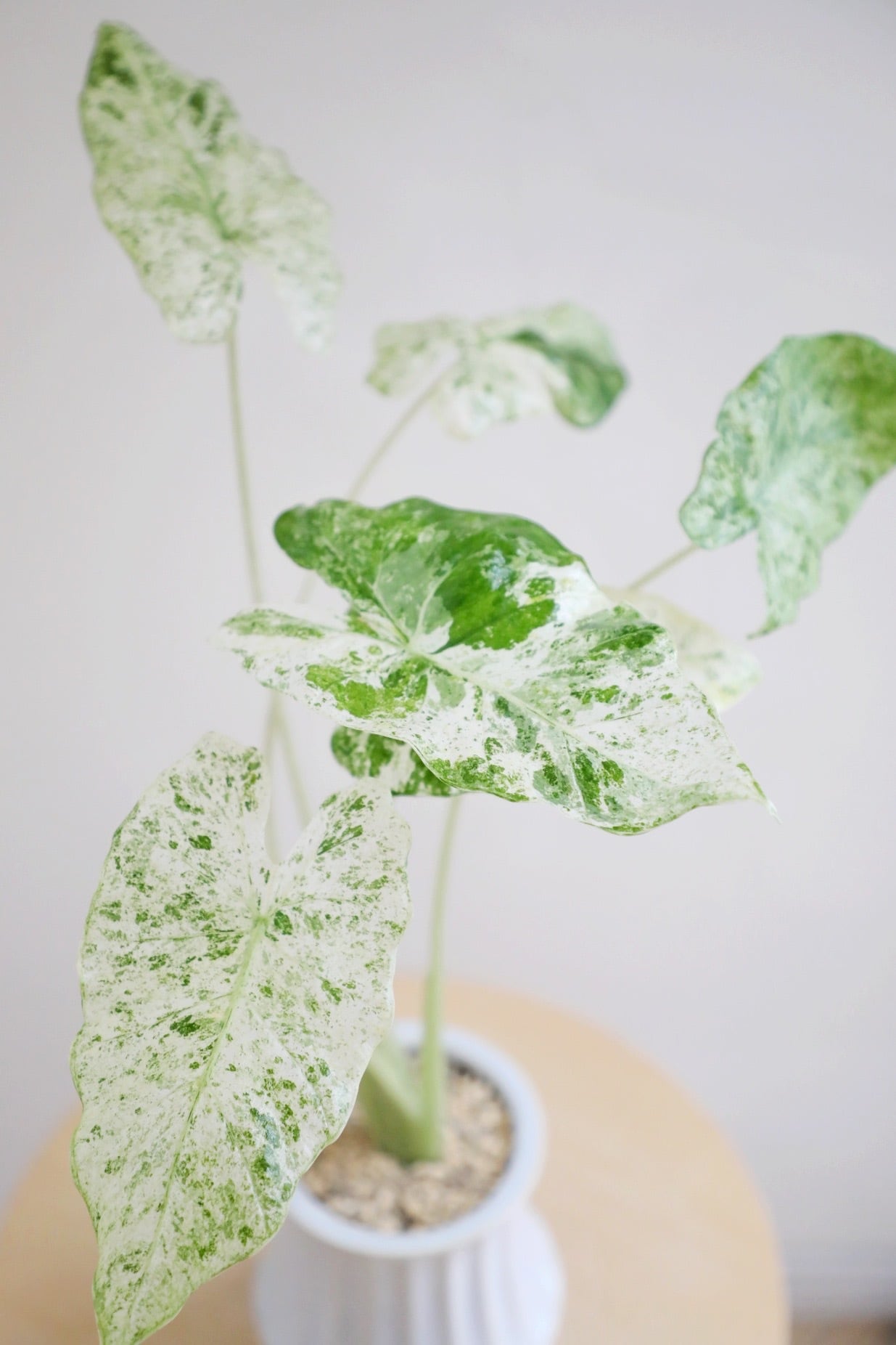 M】アロカシア マクロリザ カモフラージュ/Alocasia | 【厳選植物・器