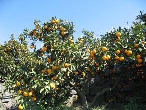 【特典つき】旬の柑橘セット 5kg【河内晩柑、紅甘夏、日向夏、なつみ、清美　などから3種類以上】