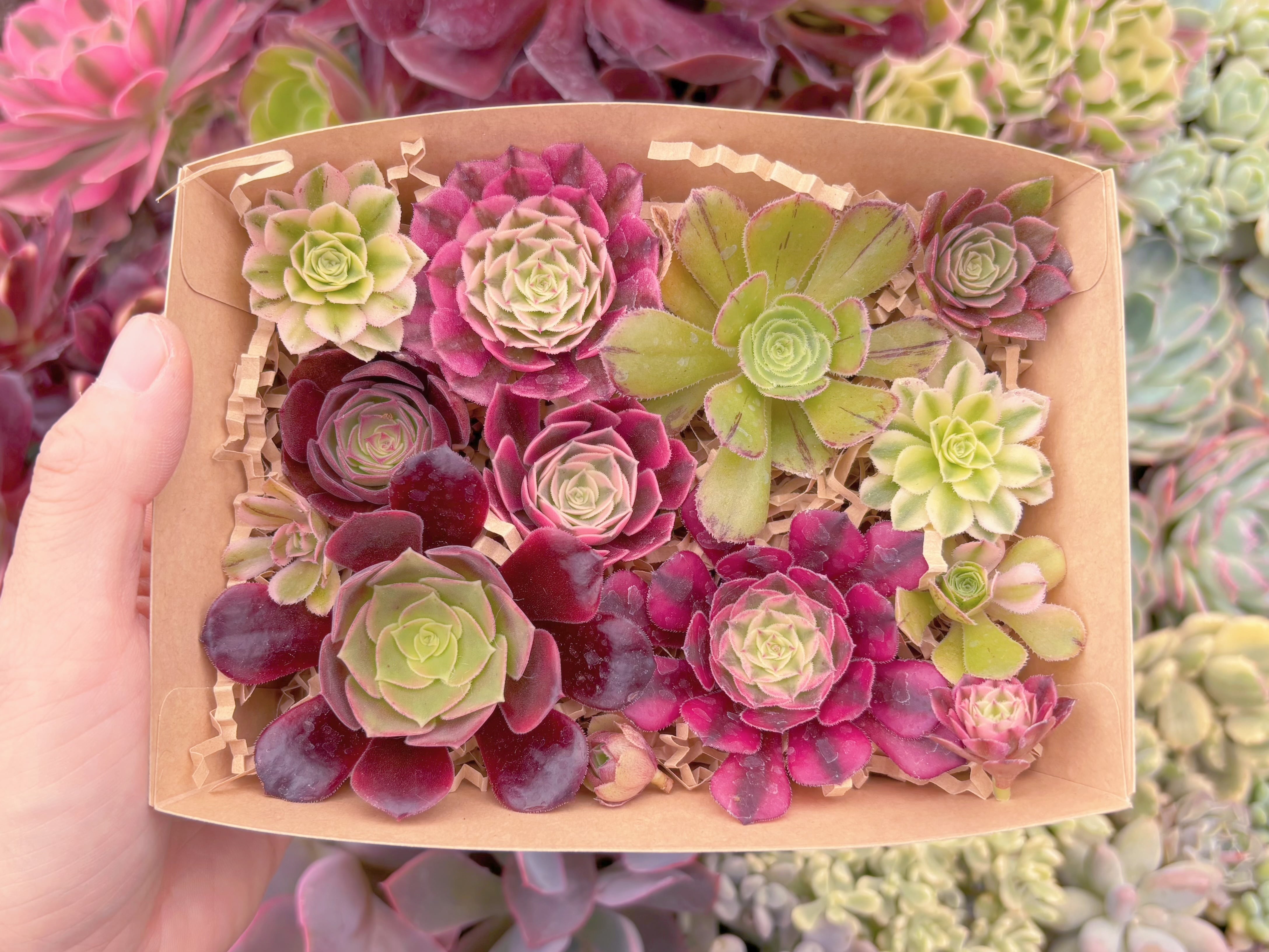 現品　寄せ植えセット#B40　るる農園