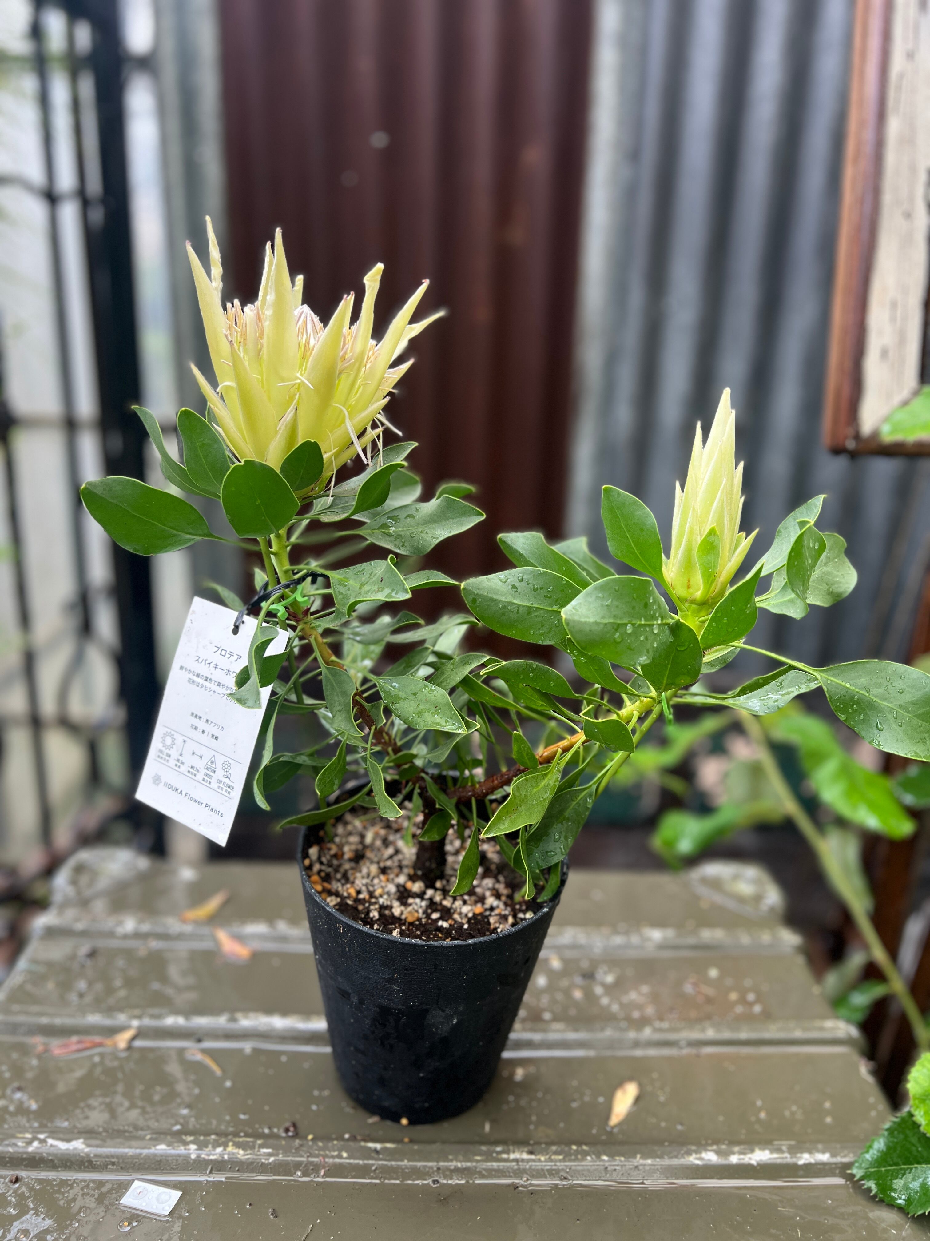 大苗！ プロテア スパイキーホワイト プロテア スパイキーホワイト12 | 沼ノ上農園