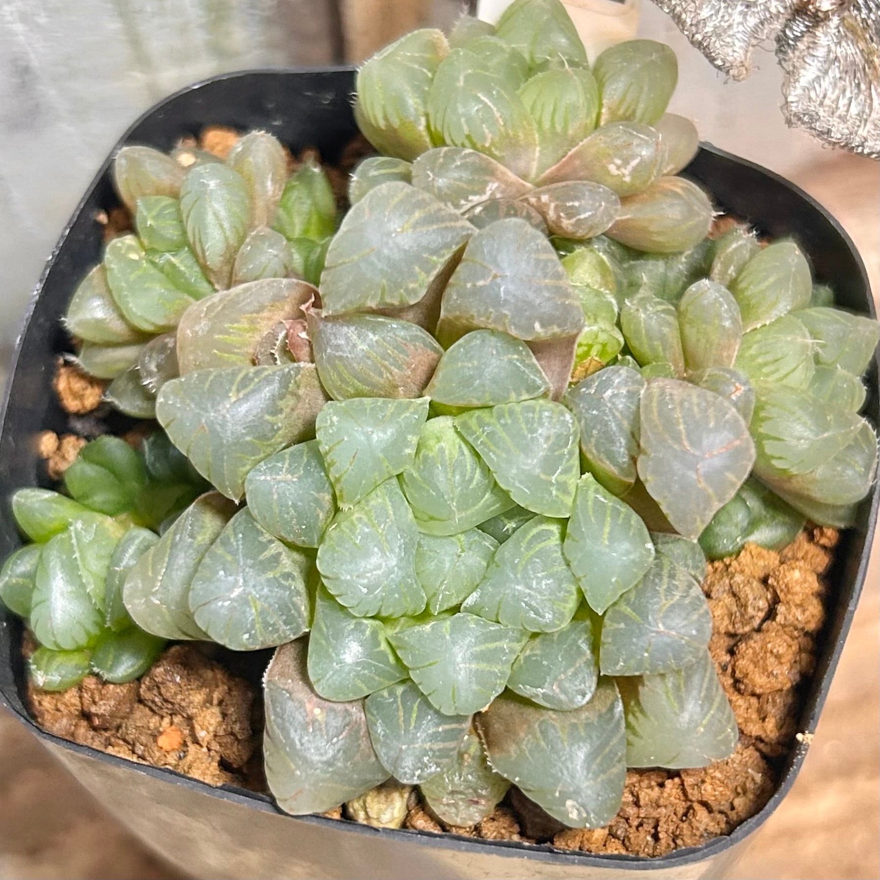錦 | RuPo 多肉植物専門店