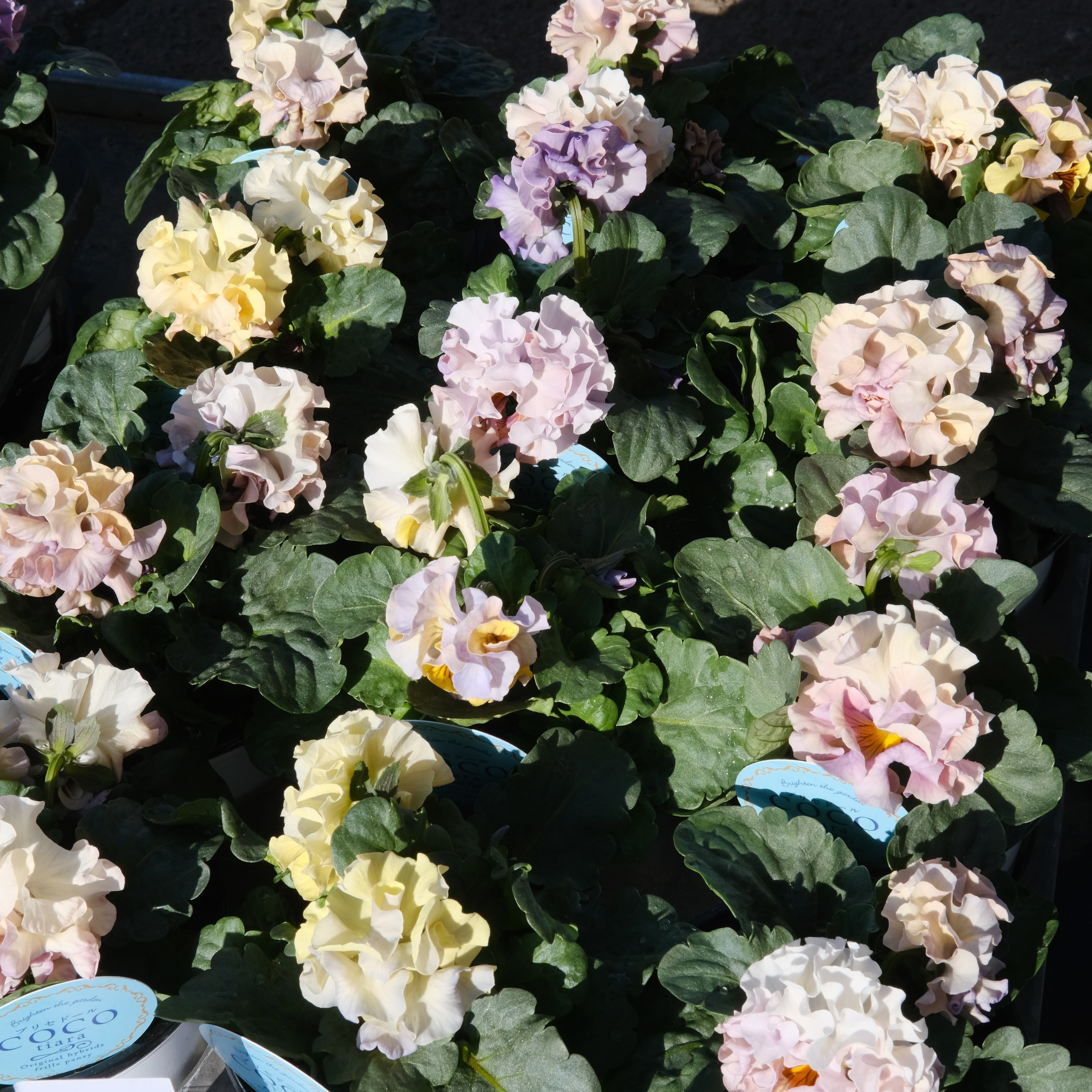 パンジー《 プリセドールCOCO ティアラ 》3苗セット | グリーン