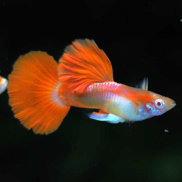 【セール】RREAレッドテールタキシード　若魚2ペア