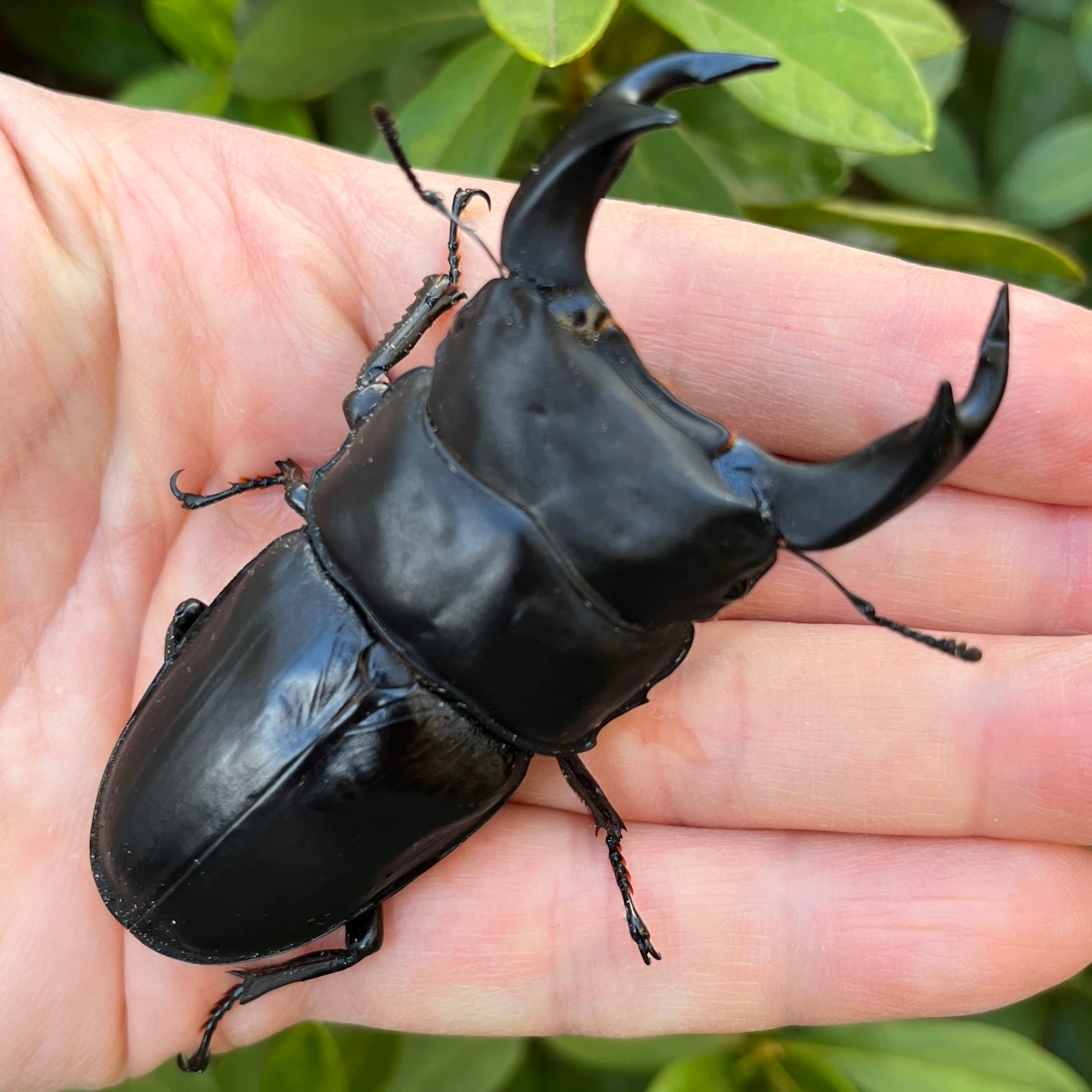 山梨県韮崎市穂坂町産オオクワガタ♀単品F1個体48mm #6440 | Dorcus