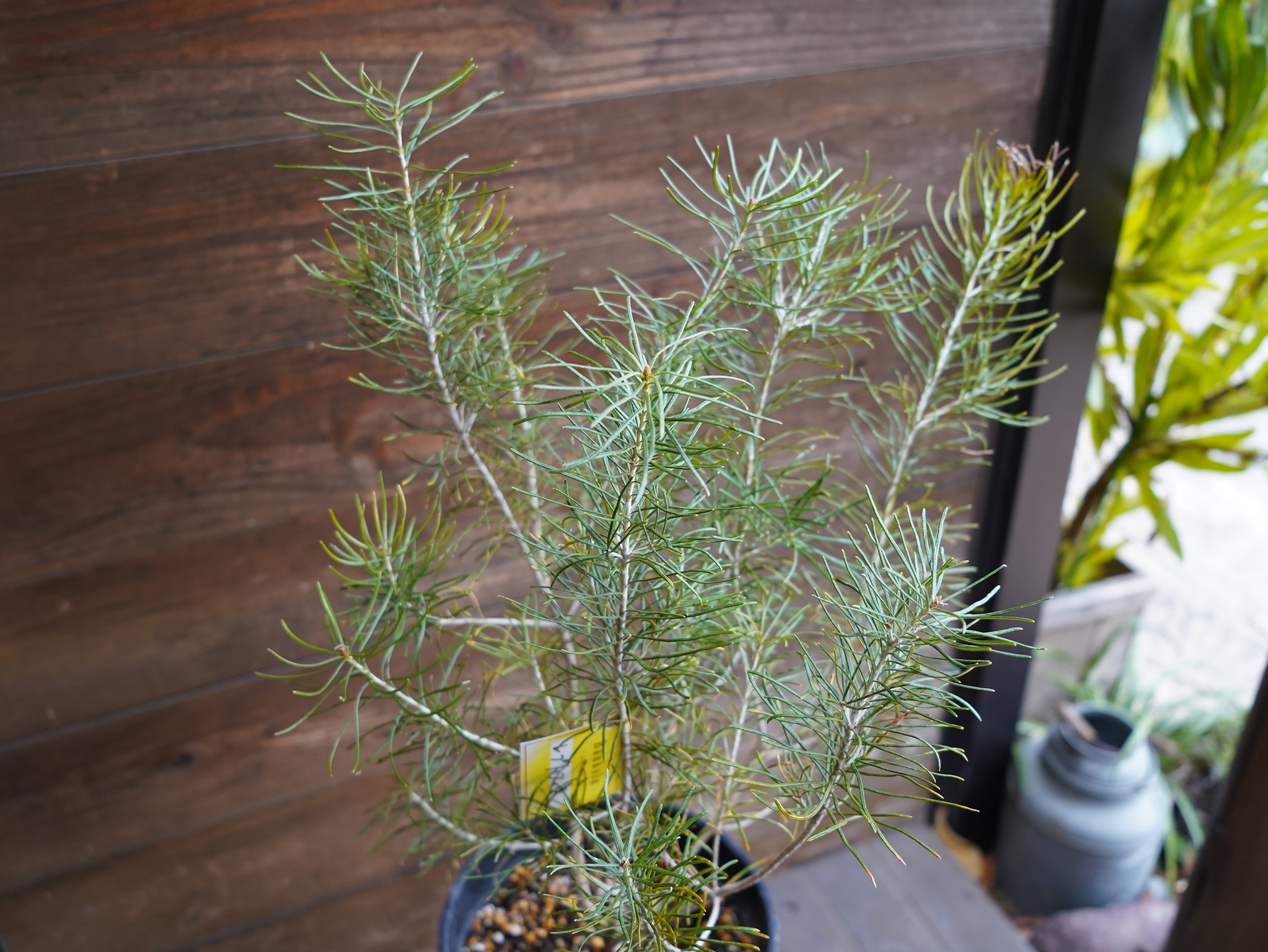 【現物】バンクシア　”レプトフィラ”　