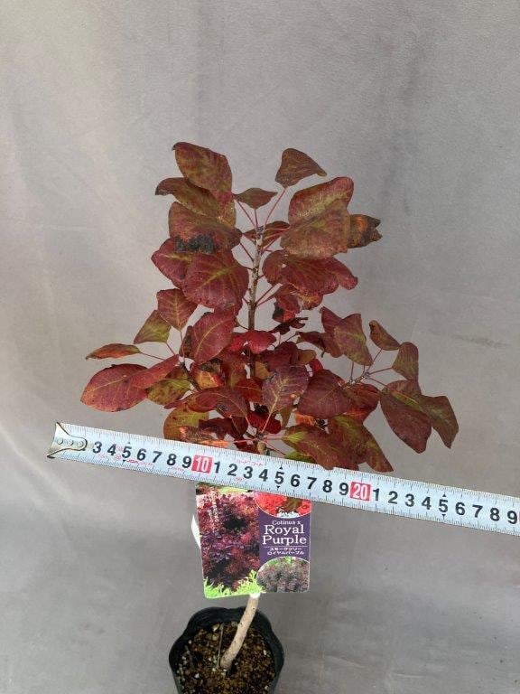 スモークツリー【ロイヤルパープル】4号 | 日本ライン花木センター