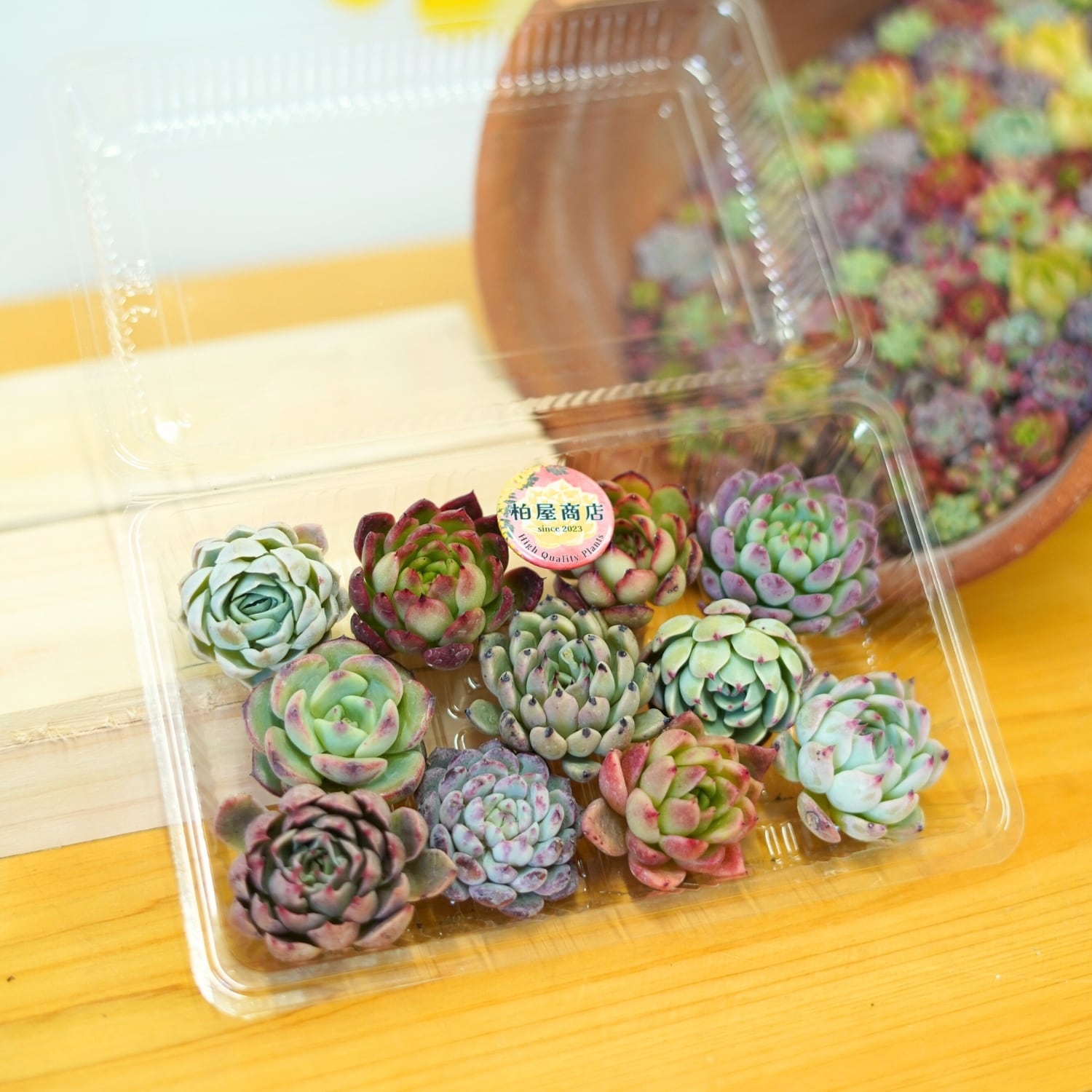 エケベリア　引退品詰め合わせ 64d623281aa6df03b6857ff10d8409