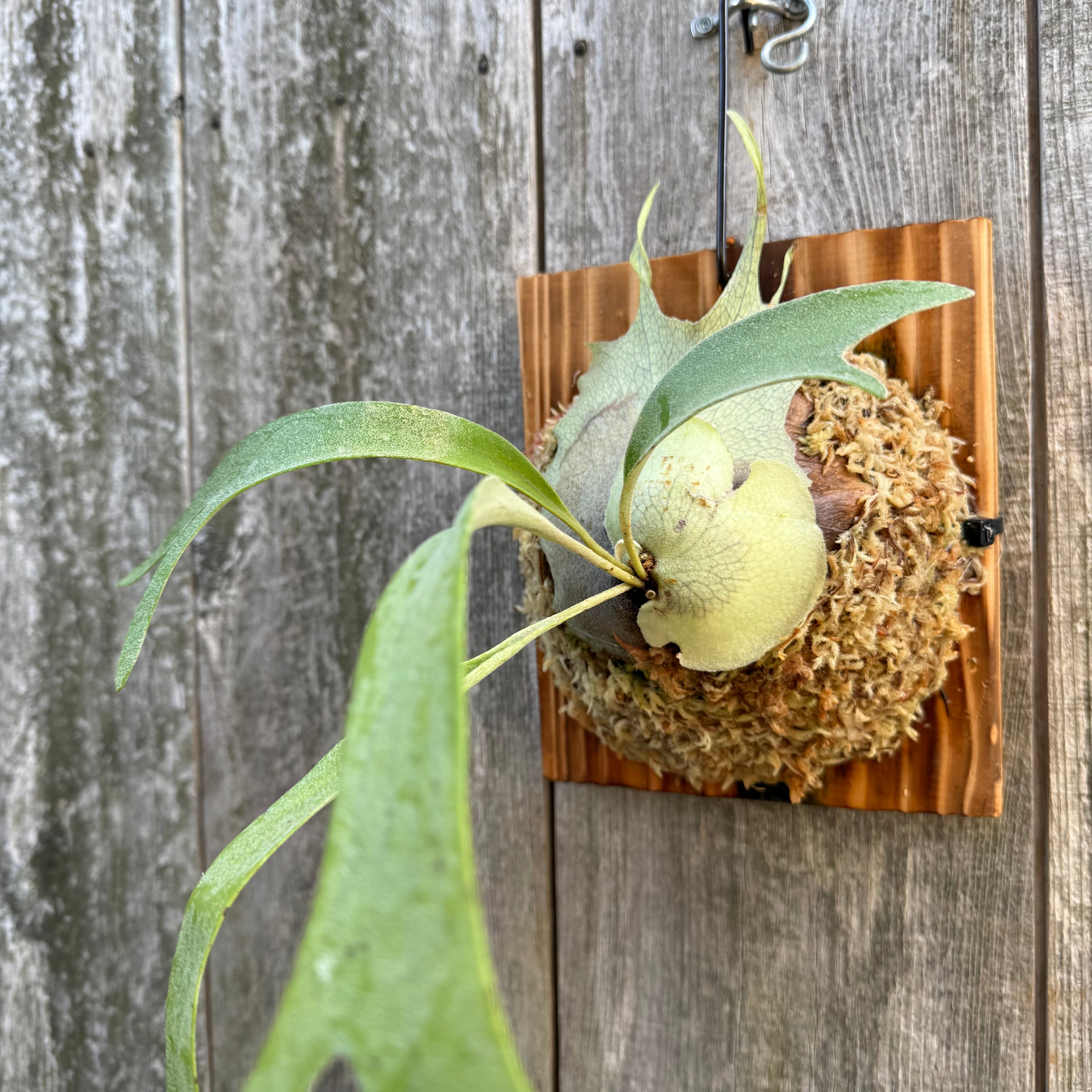 P. Rydeen spore | naturefix