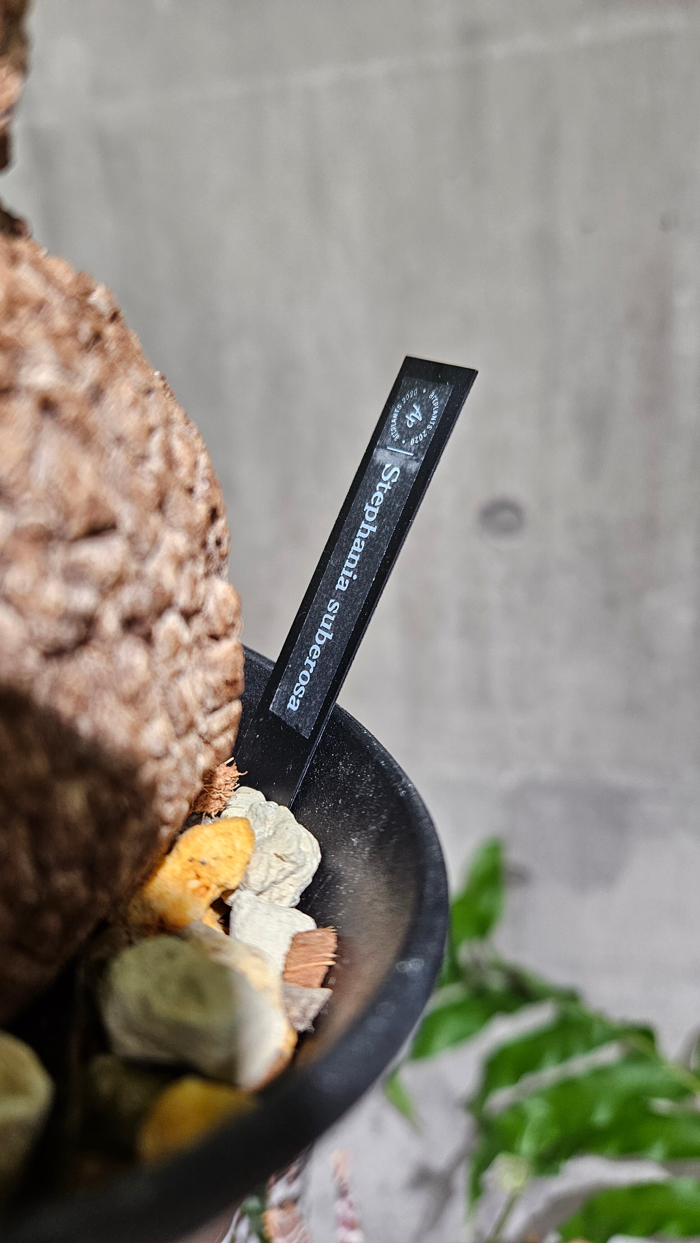 Stephania suberosa(ステファニア スベローサ)【artPLANTs/PLANTS