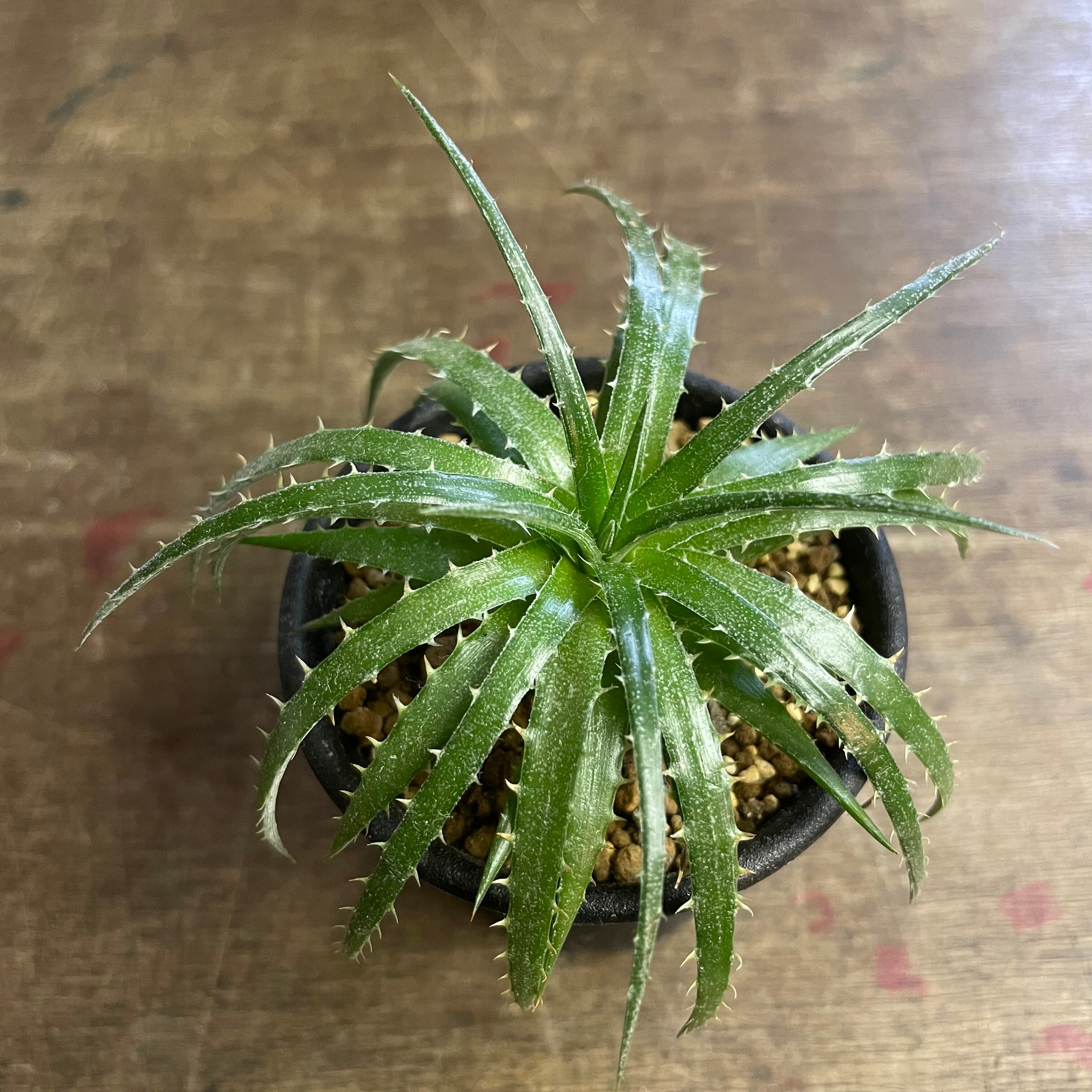 Dyckia Dakota 【seeding 】 | backyard lab
