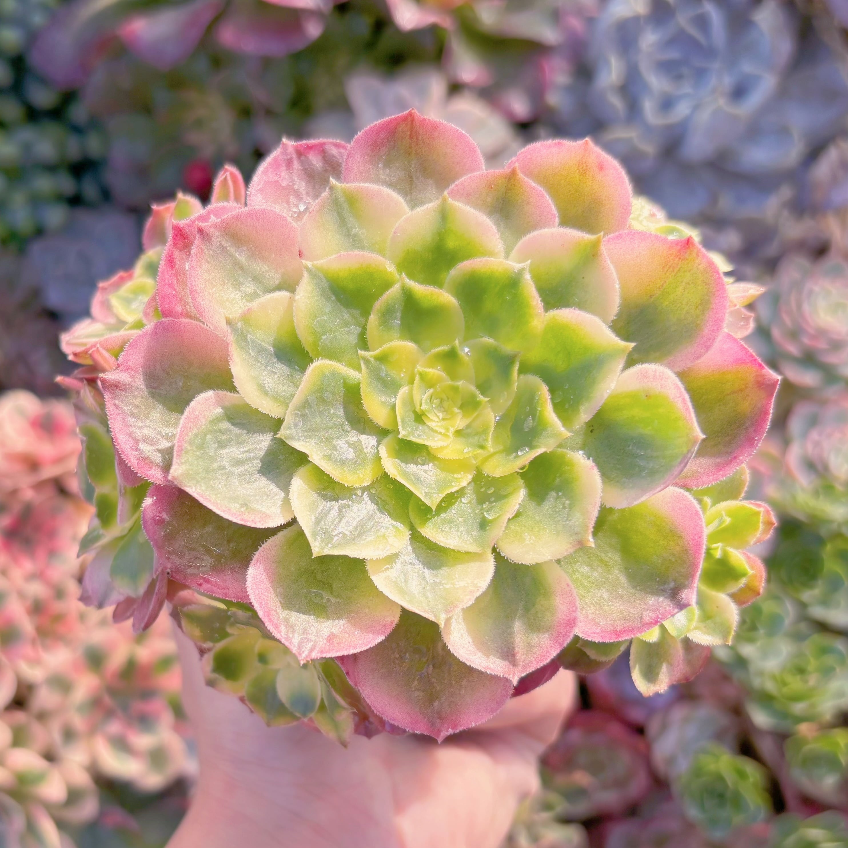 現品　玉姿#F046　群生　るる農園