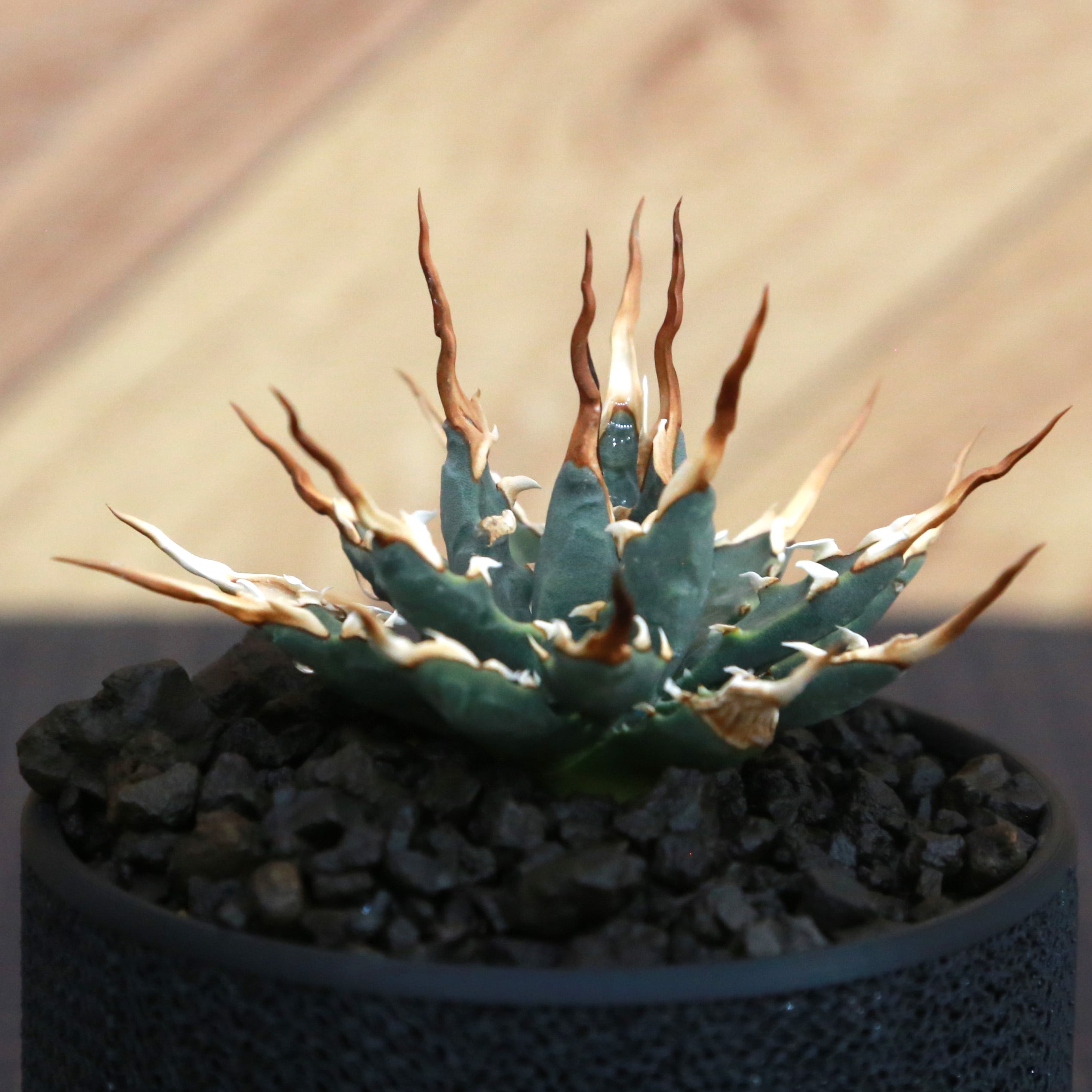 Agave utahensis eborispina アガベ エボリスピナ（実生3年・陽炎・短