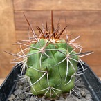 Copiapoa alticostata【コピアポア・アルチコスタータ・実生】