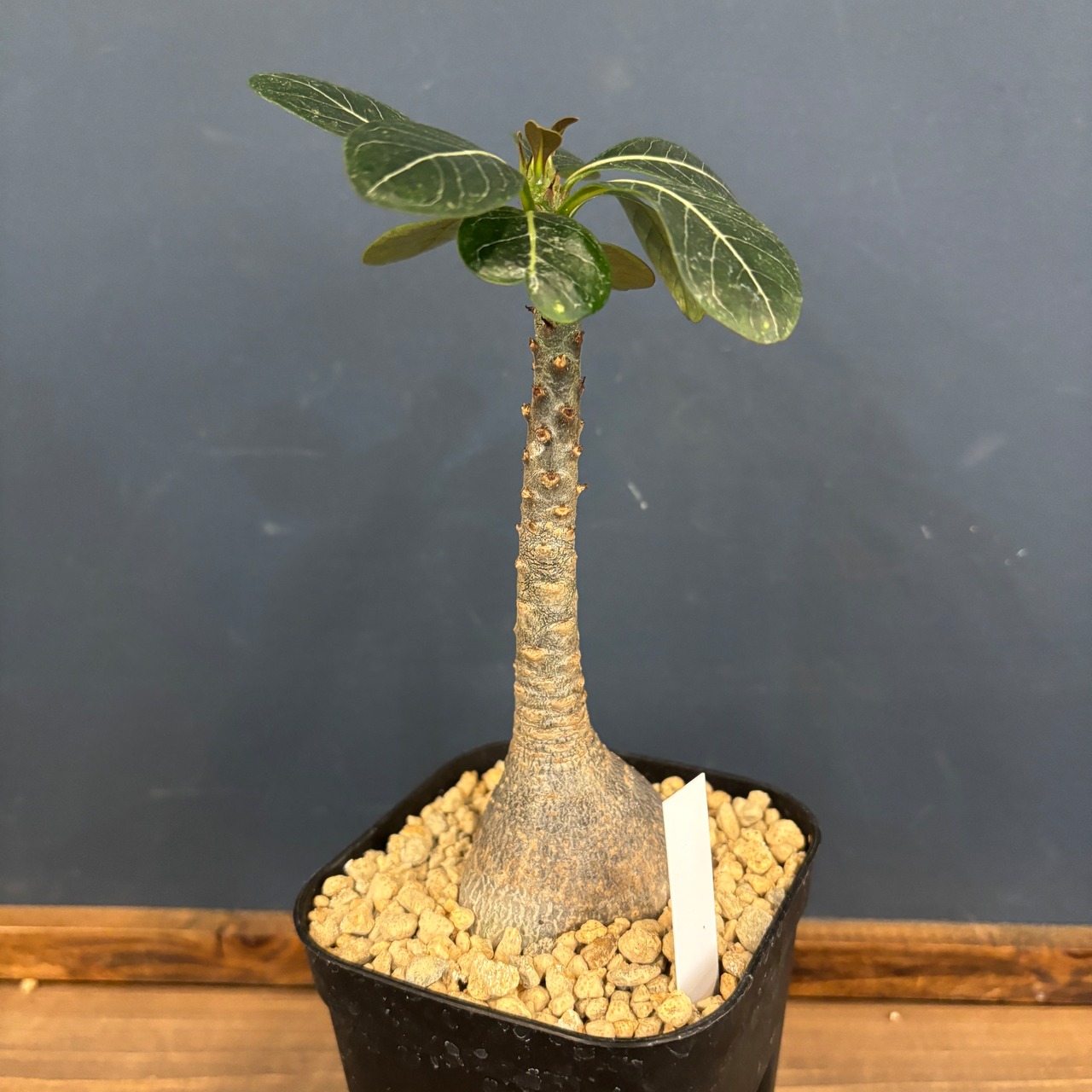 アデニウム ソコトラナム【297】