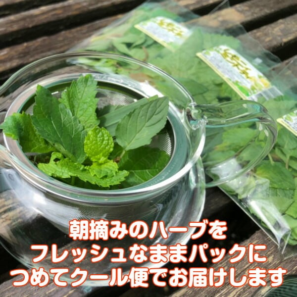 ハーブ 食用 フレッシュハーブティー 5パックセット | ハーブ苗の
