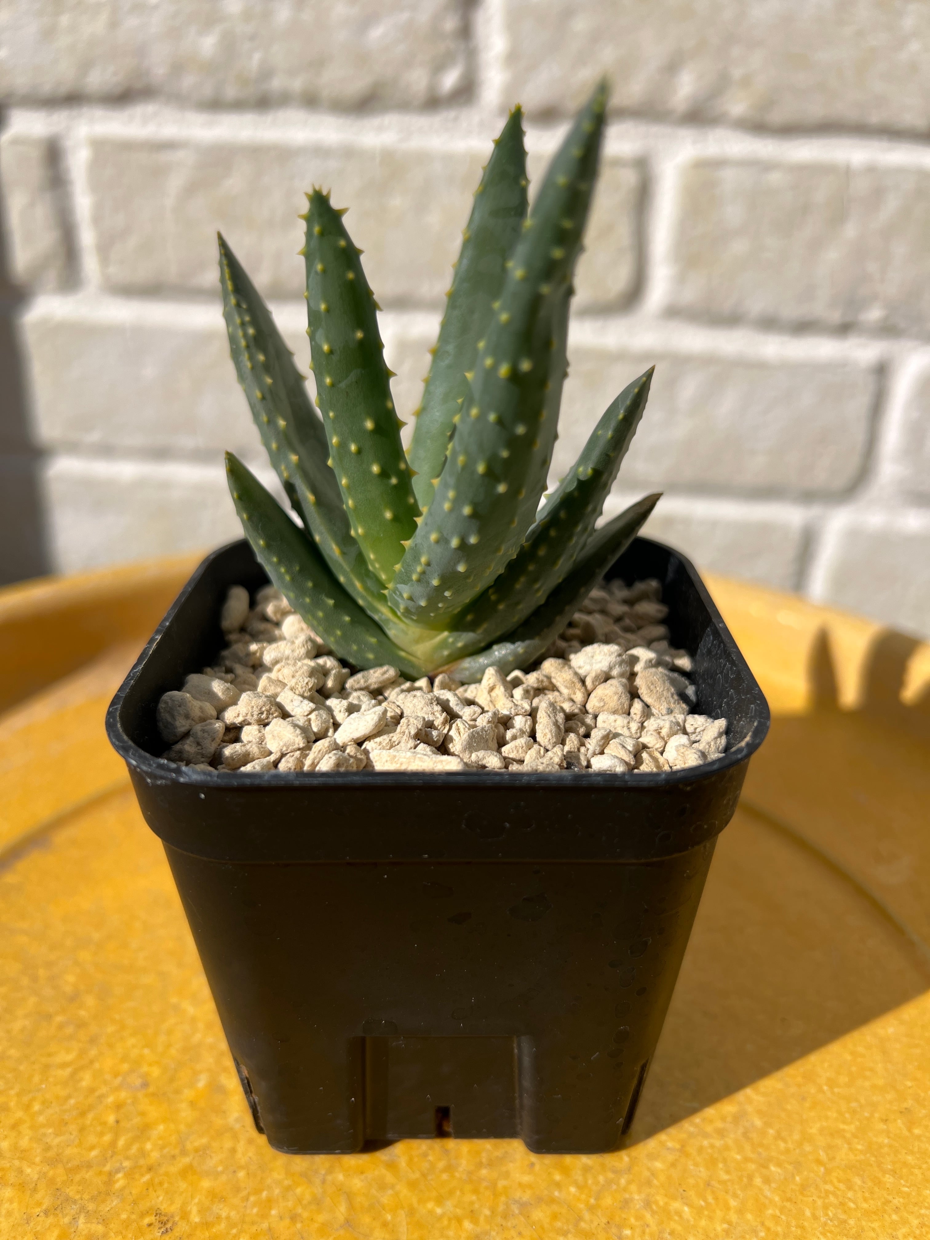 Aloe dichotoma 'Namakwa' Quiver Tree No.2 【ｱﾛｴ・ﾃﾞｨｺﾄﾏ・ﾅﾏｸﾜ実生