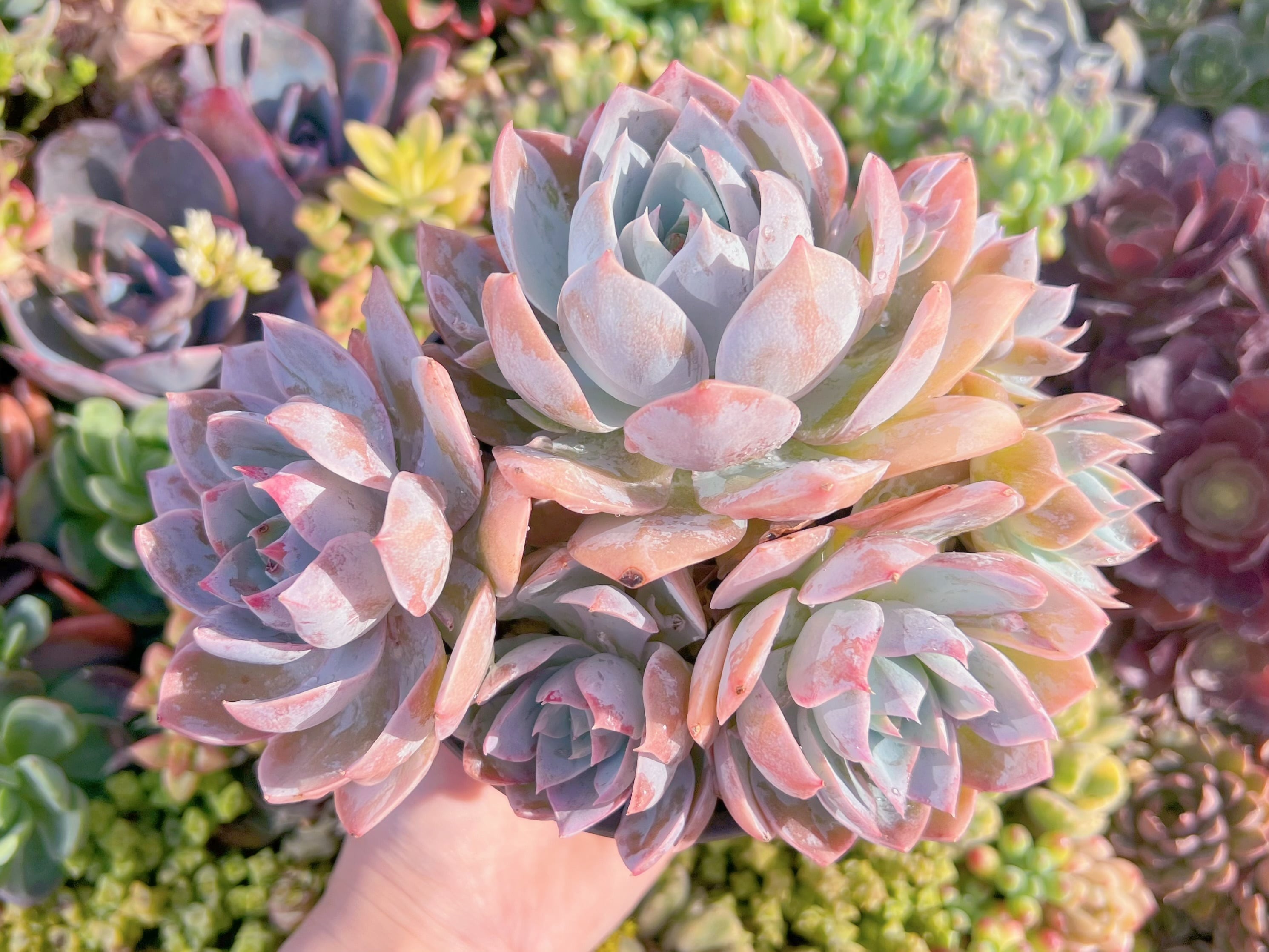 現品　Sedum suaveolens#K219　大群生　新入荷　るる農園