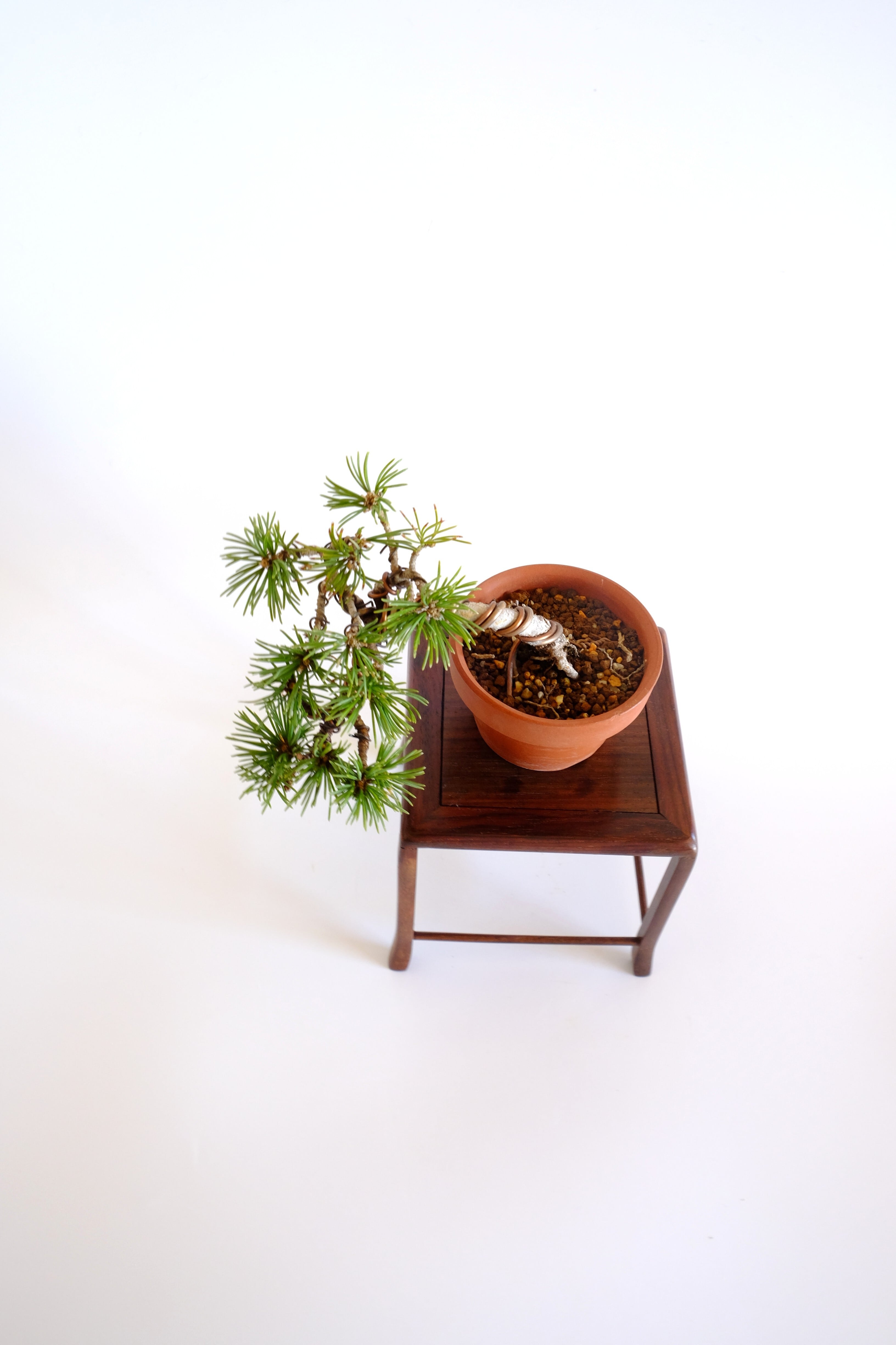 10. 五葉松 豆盆栽 Goyo Matsu (White Pine) | BONSAI CLUB TOKYO