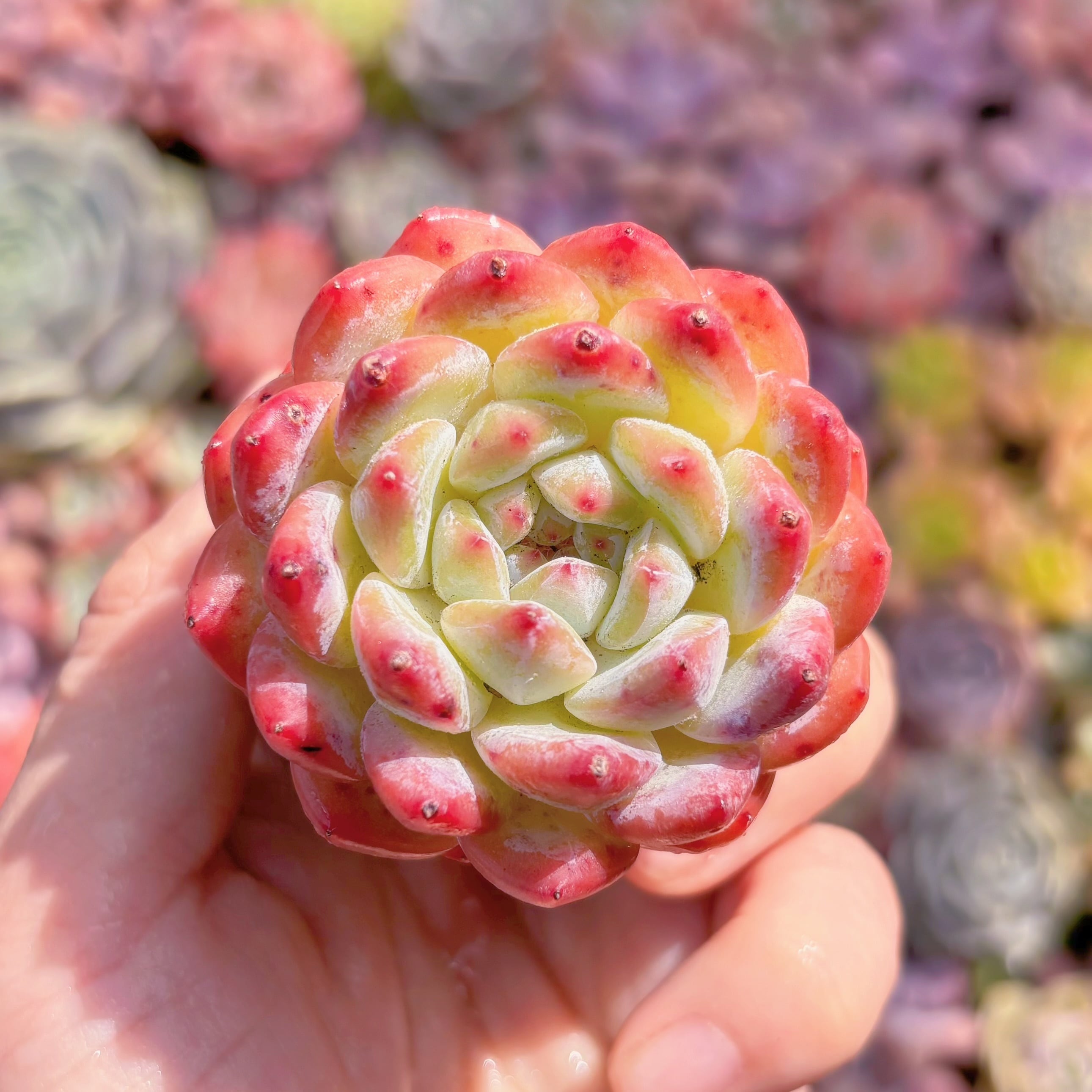 多肉植物　紅袖　新入荷　るる農園