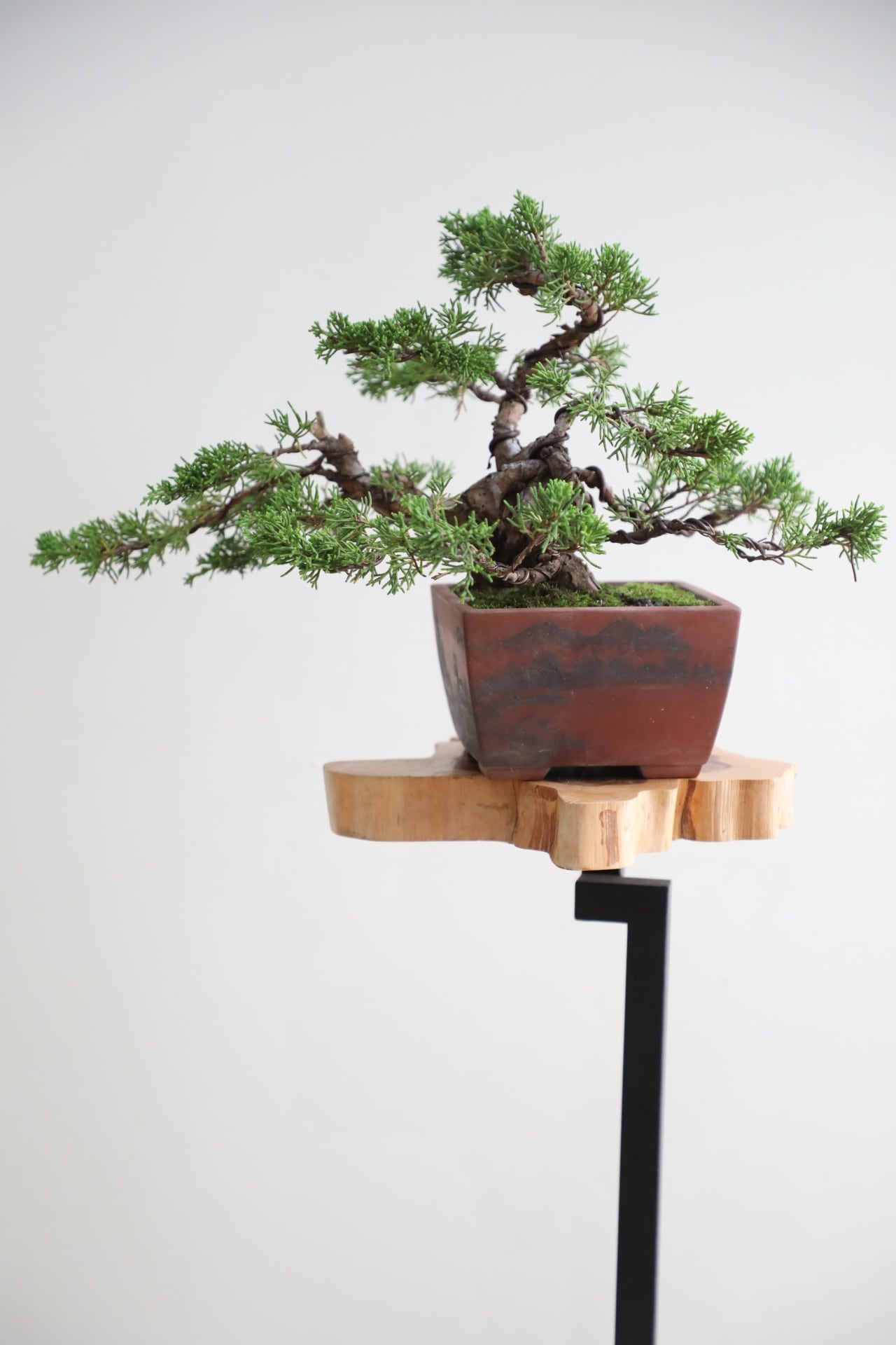 M】糸魚川真柏 盆栽 ※推定樹齢40年/Juniper Shimpaku | 【厳選植物・器