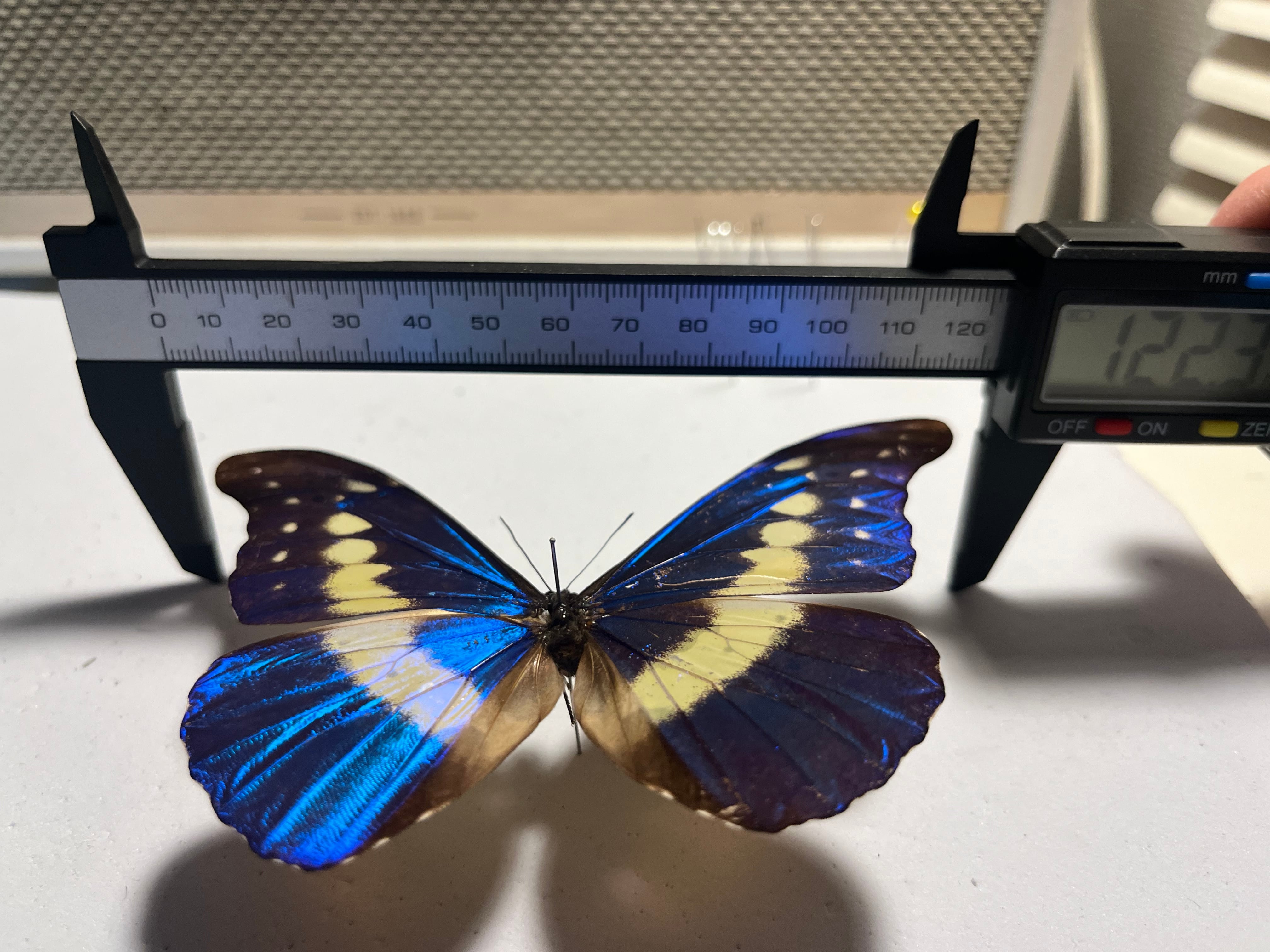 ヘレナモルフォ レテノールモルフォ蝶 蛾ピカソモスモルフォチョウ