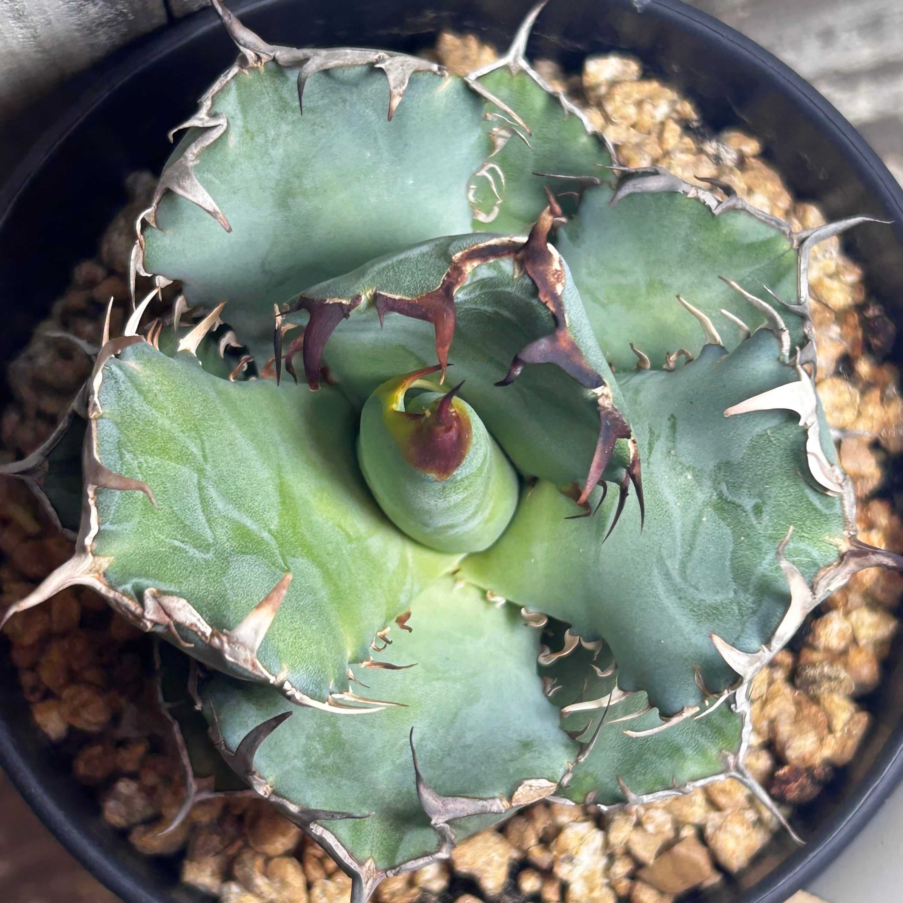 T)アガベ チタノタ 黒鯨 | RuPo 多肉植物専門店