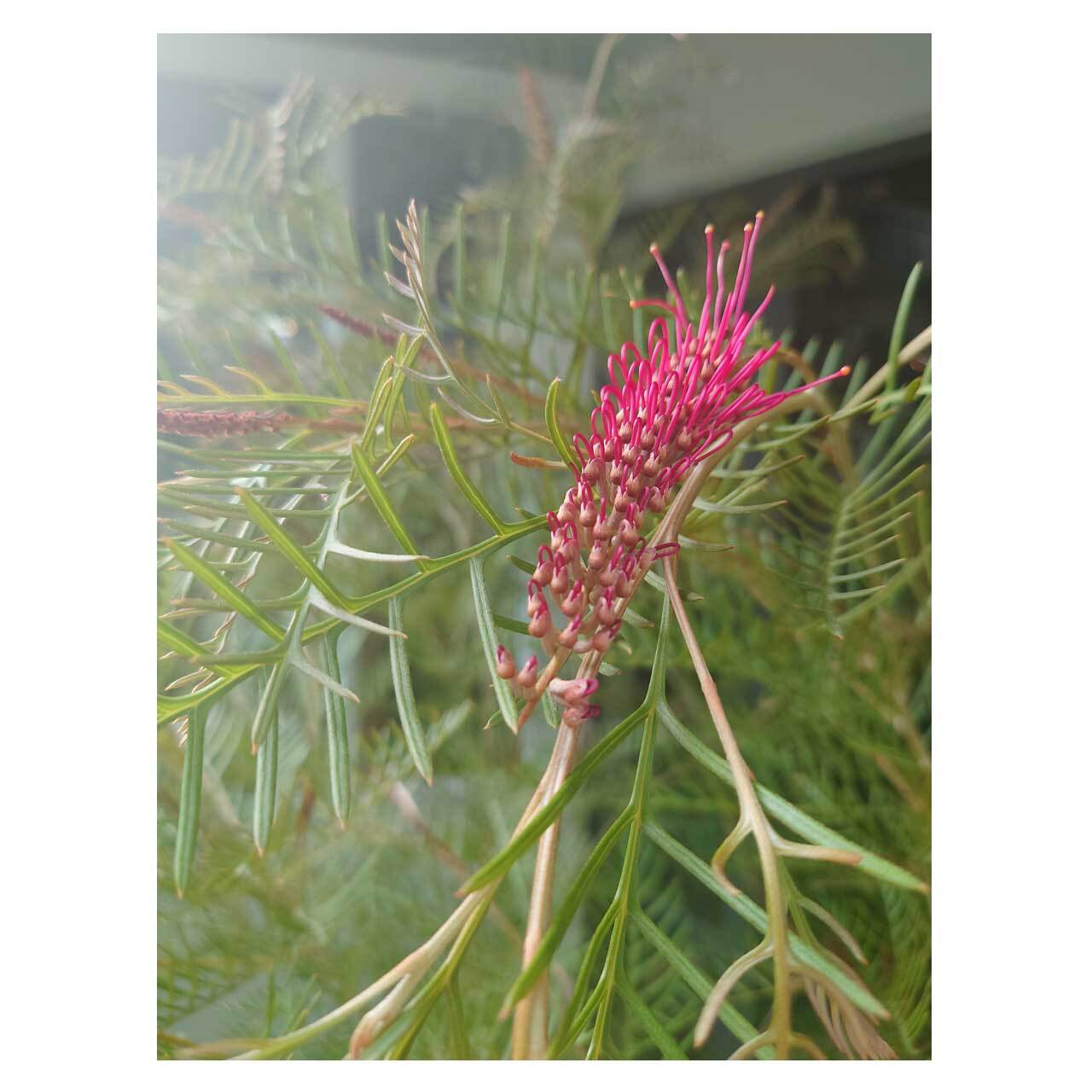 Grevillea 'Red Hooks' | Seeding