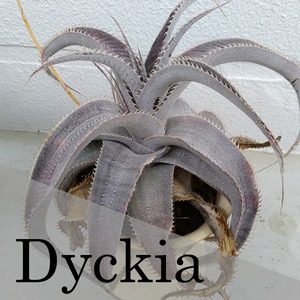 エアープランツ Dyckia【ディッキア】