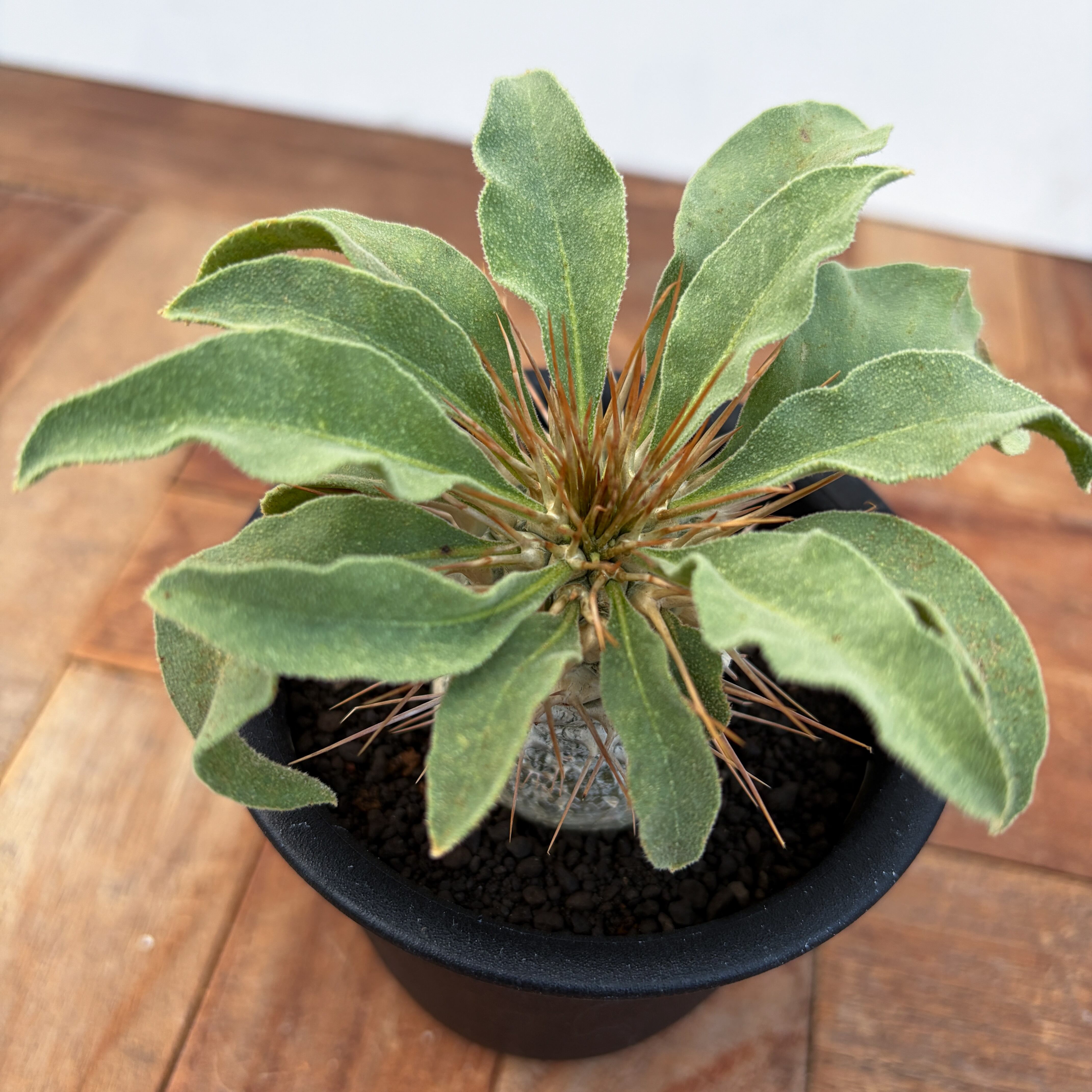 Pachypodium namaquanum【パキポディウム・ナマクアナム・光堂・実生