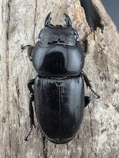 【WD】《ミンダナオヒラタ キダパワン産 88mm ペア》