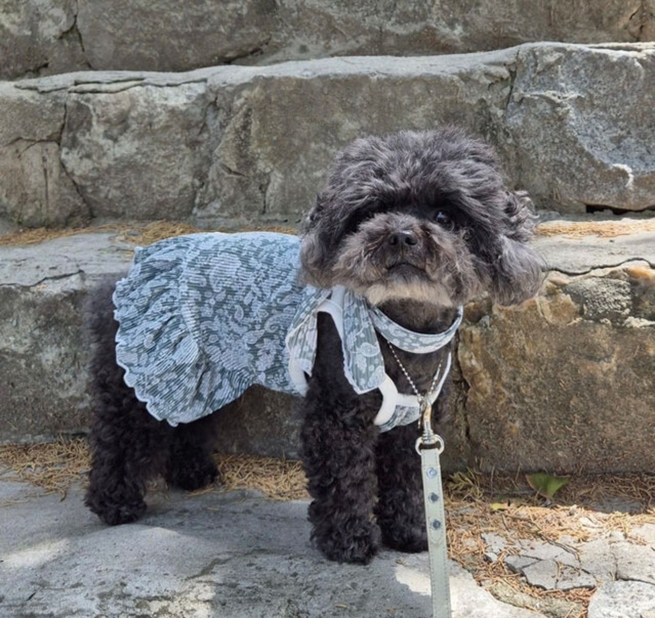 【nounnou】ペイズリースカーフ／わんちゃん用(2color)