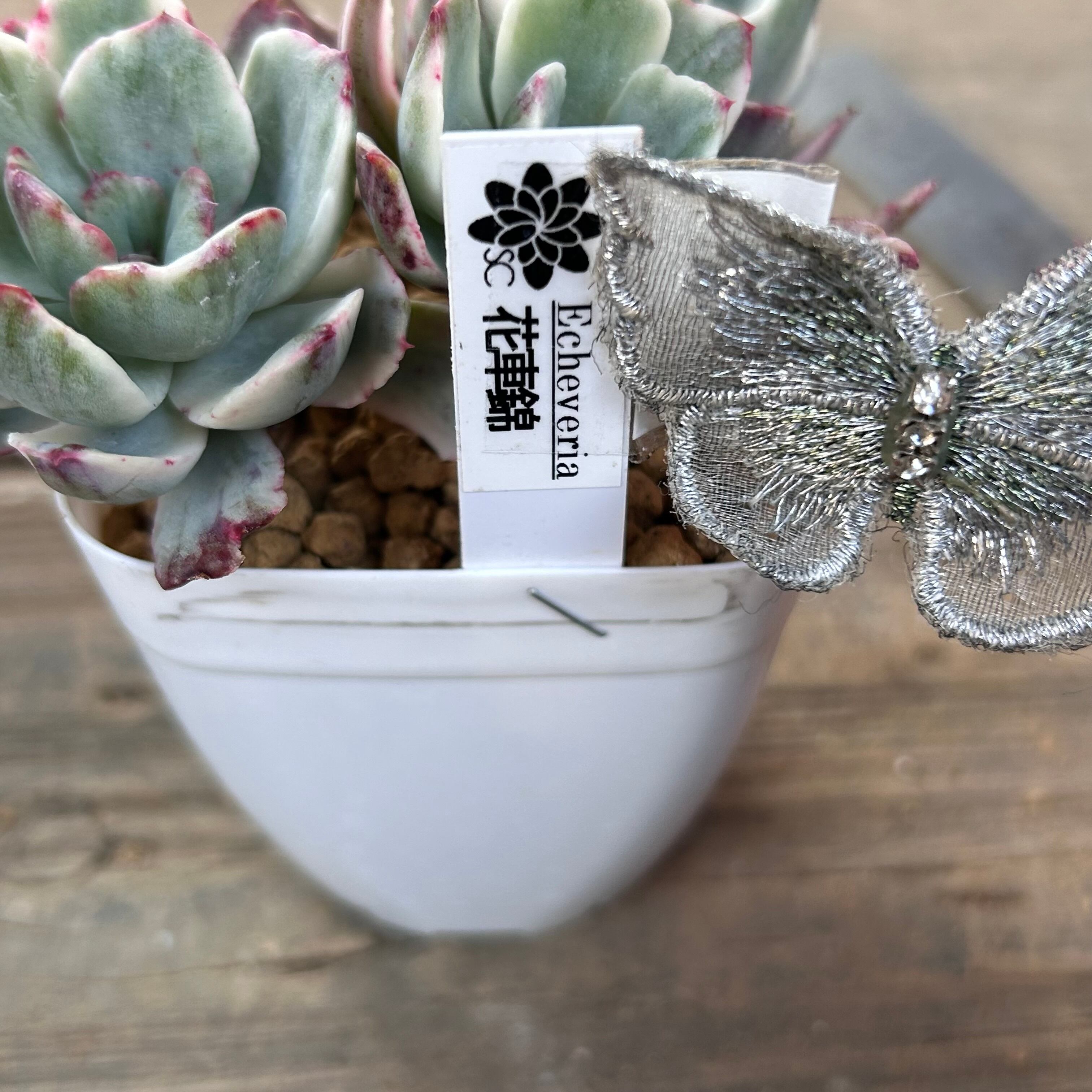 T)花車錦 | RuPo 多肉植物専門店