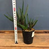 【クリアランスセール対象商品】ガストラロエ　ロイヤルハイネス【235】【再撮影】【▼】