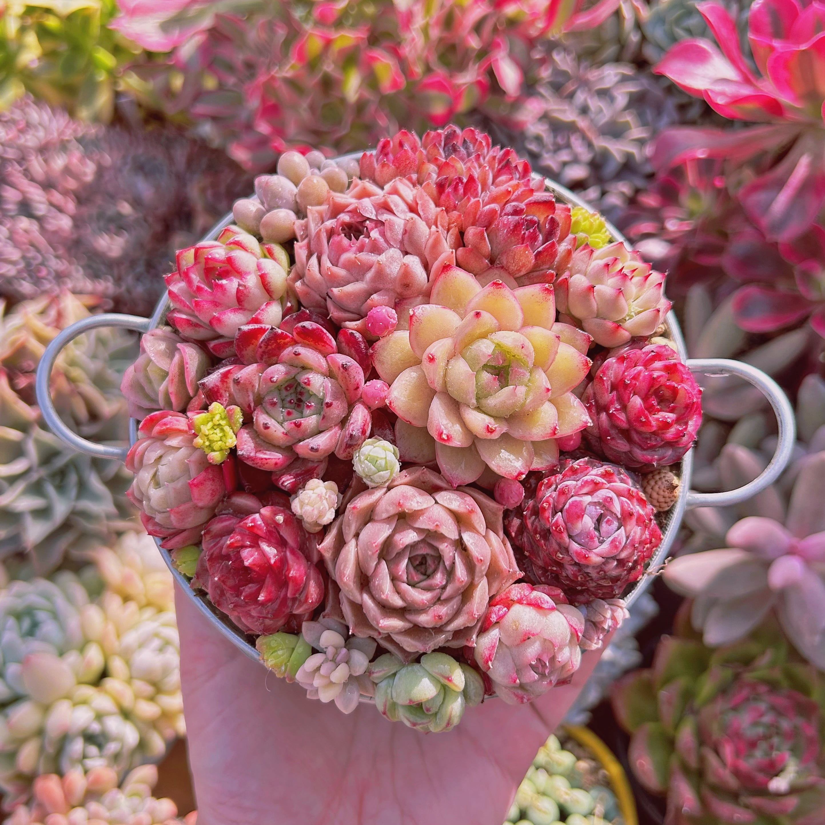 #506現物　寄せ植えセット