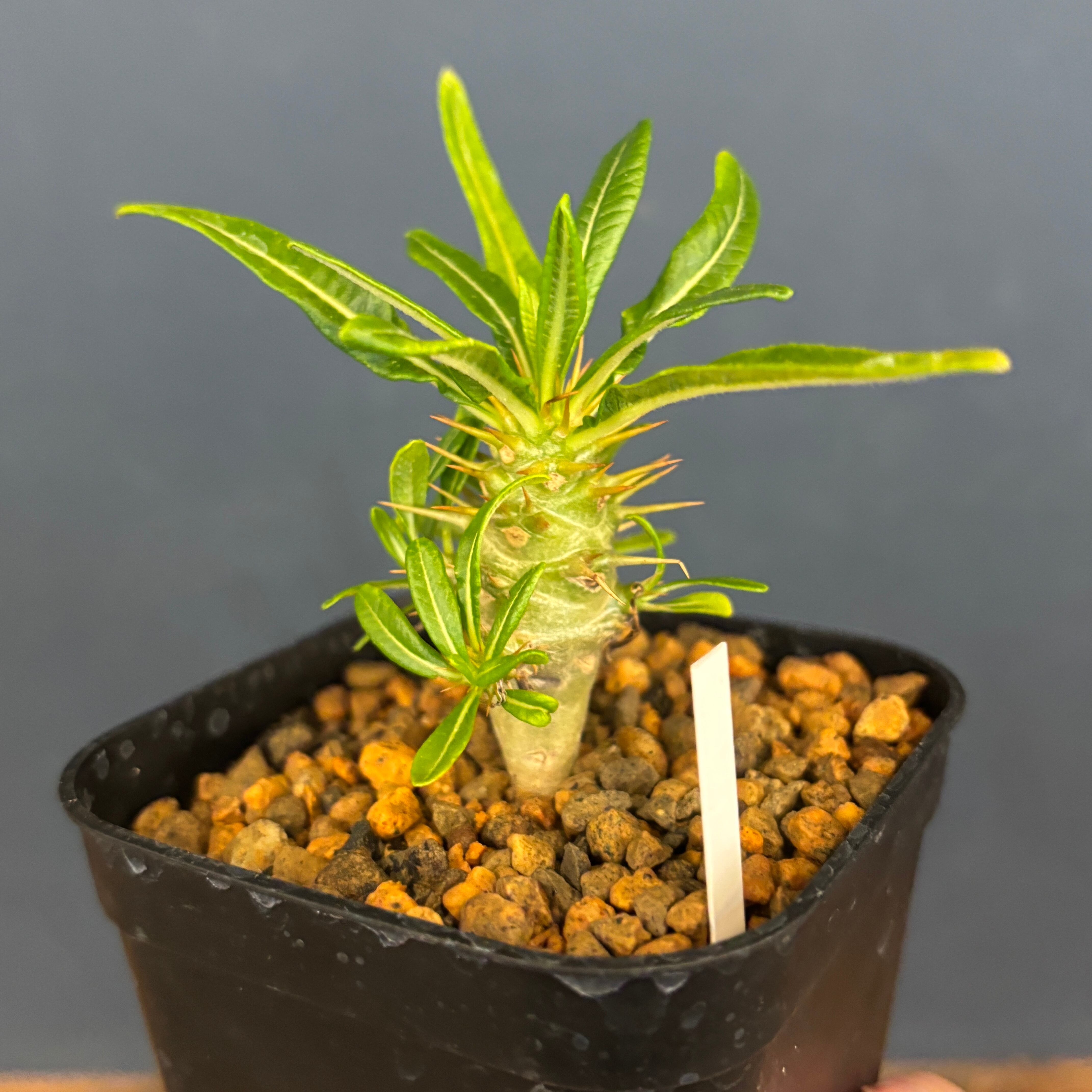 パキポディウム アンボンゲンセ【598】 | PROTOLEAF プロトリーフ