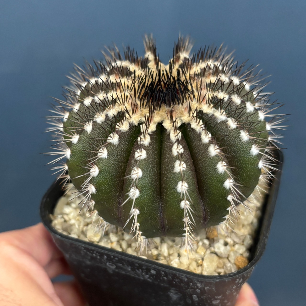 【現品】2026年 サボテン福袋 25,000円